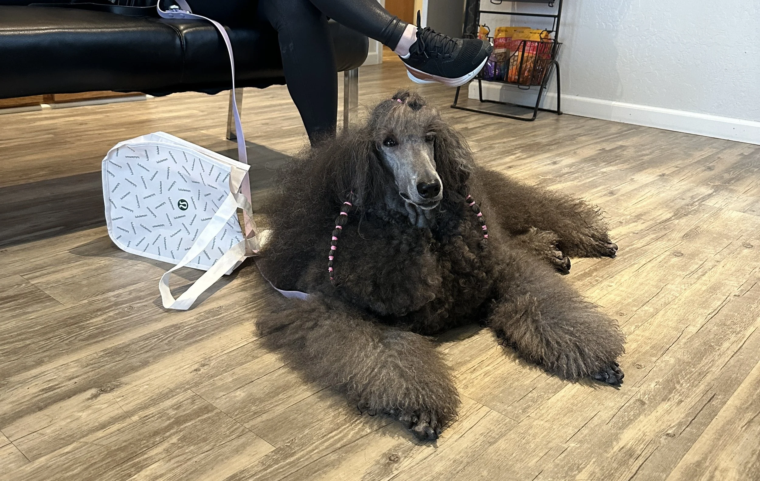A poodle lying on a wooden floor, wearing pink and black bead hair accessories, with a person sitting nearby with their legs crossed and a shopping bag on the floor.