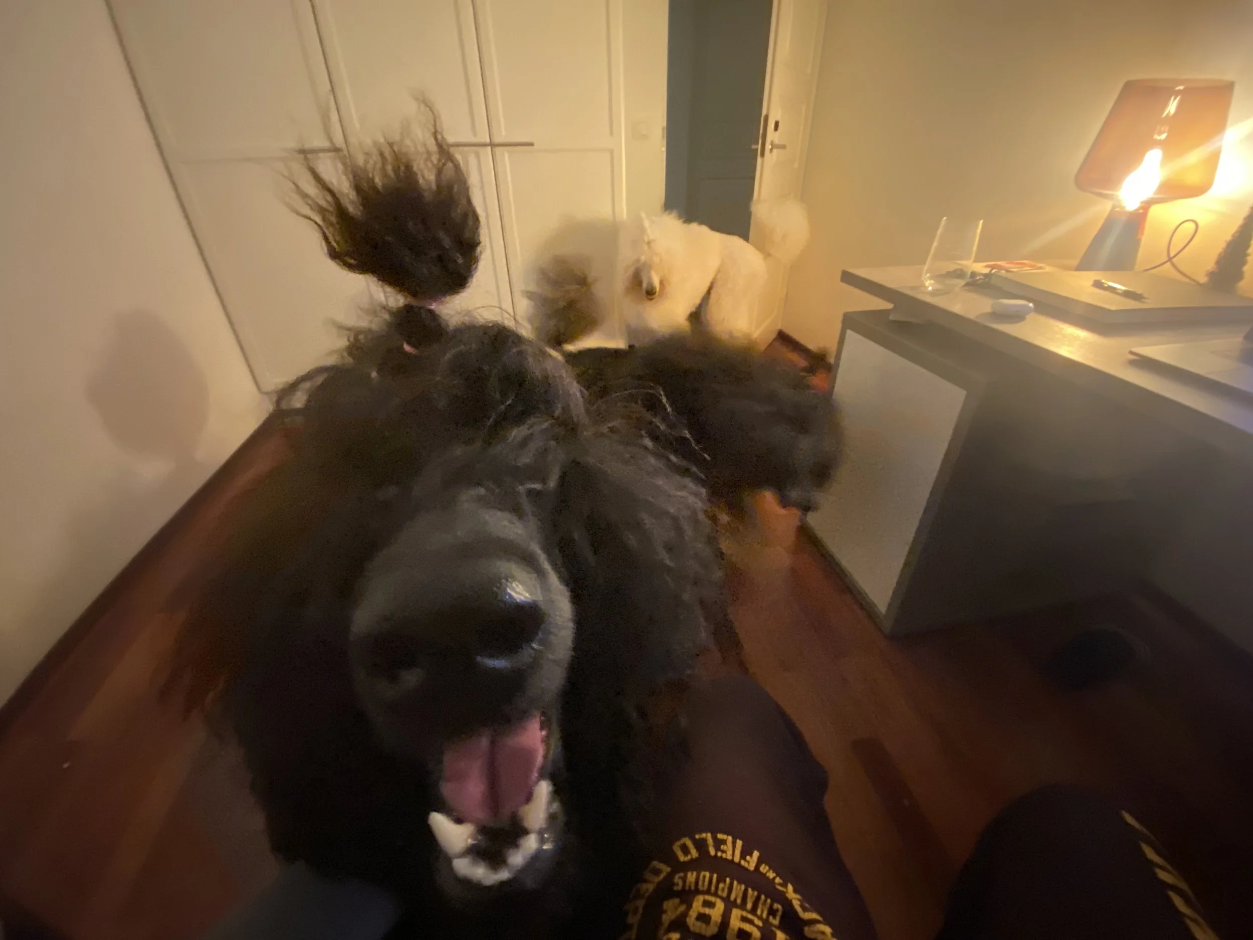 A person sitting on the floor with a large black dog close to the camera, and a white fluffy dog behind them in a room with a wooden floor and a desk with a lamp and various items on it.