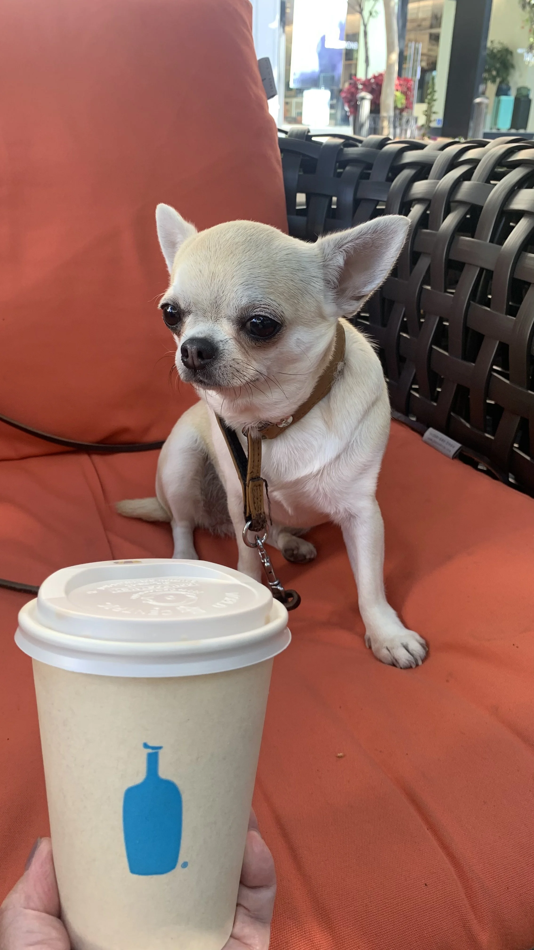 Small white dog, possibly a Chihuahua, sitting on an orange cushion with a neutral expression. In the foreground, someone is holding a to-go coffee cup with a blue design of a bottle. The background shows a cafe or outdoor seating area with some plan