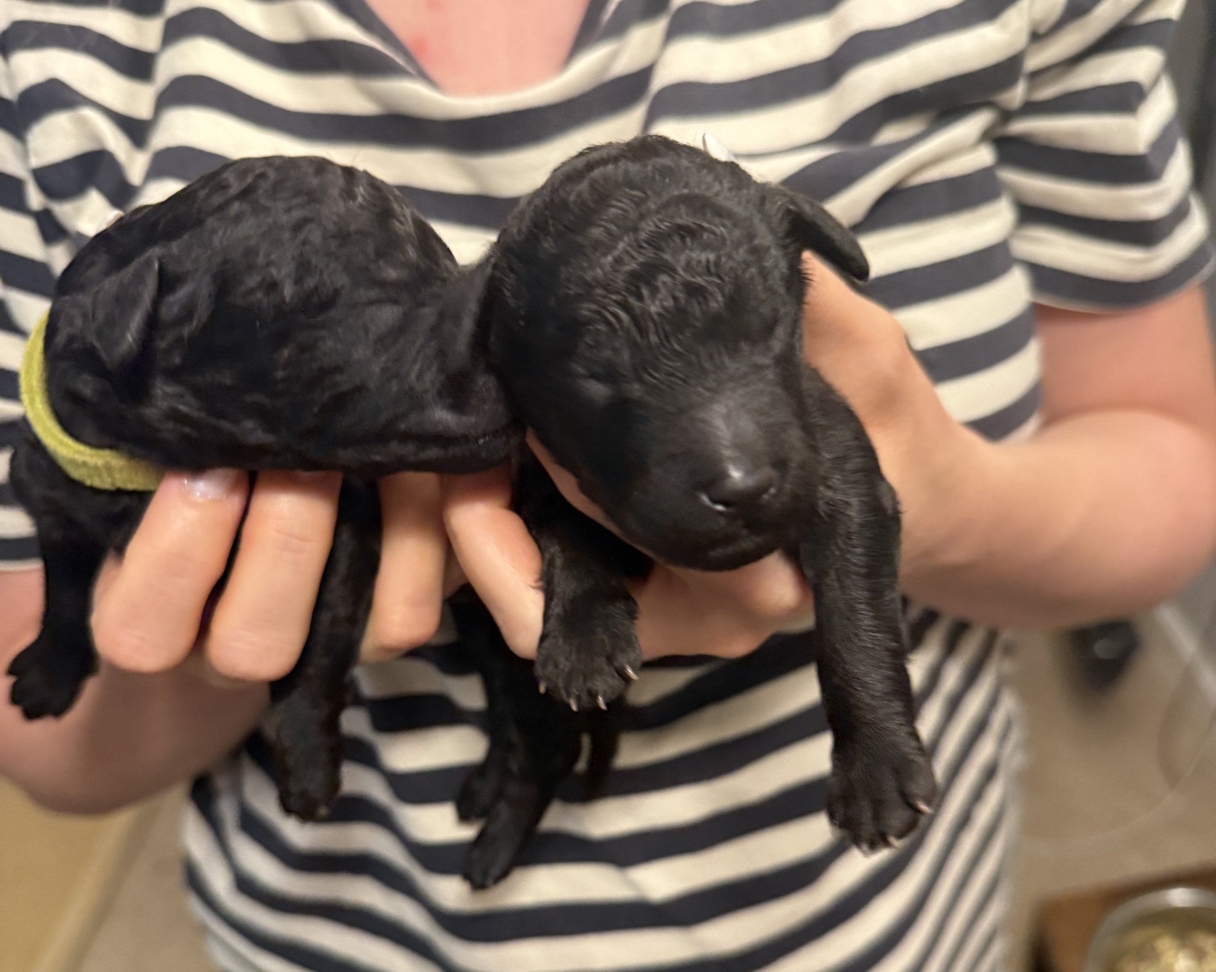 Two black puppies being held in a person's hands, with one puppy resting its head on the other's head. The puppies are black with a slightly curly coat and have closed eyes.