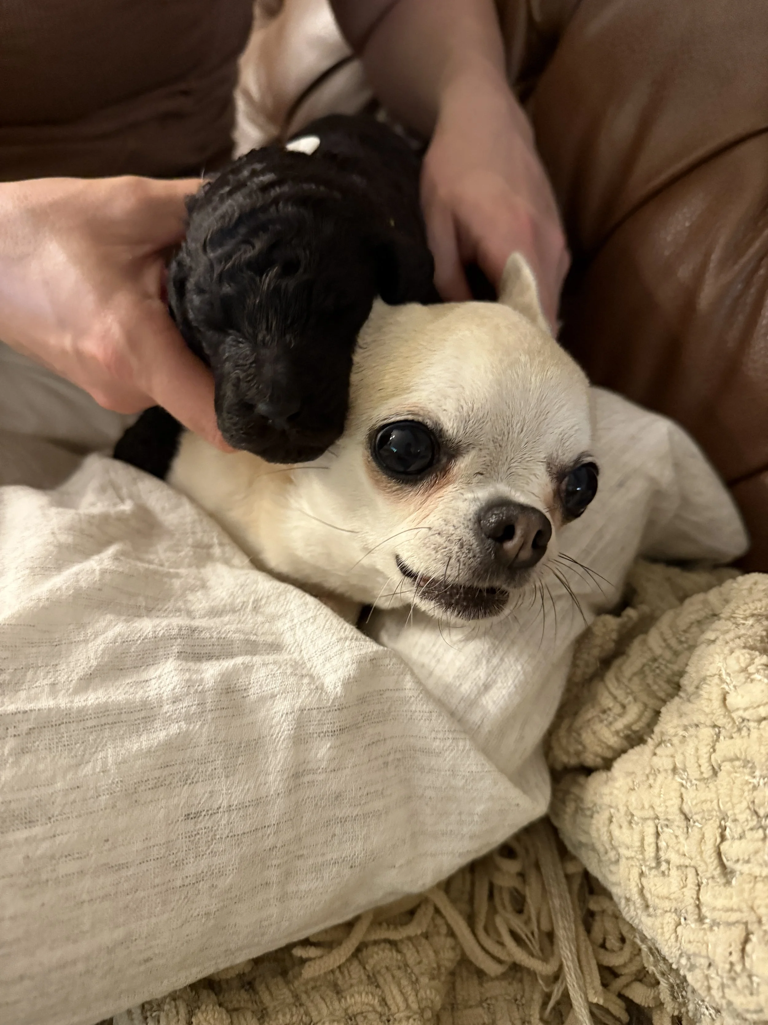 A person holding a small black puppy and a light-colored Chihuahua dog on a cozy blanket.