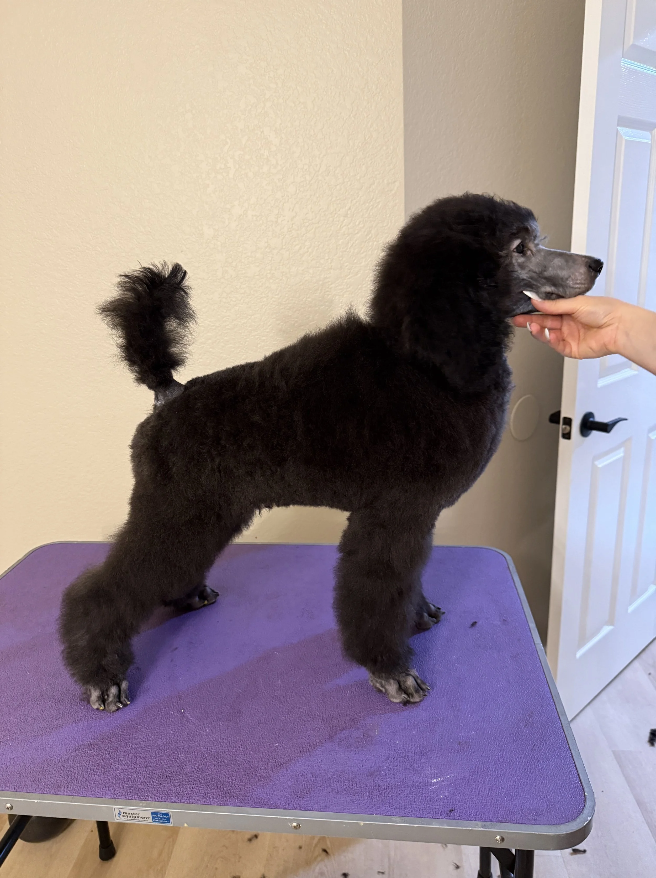 A black and gray puppy with curly fur standing on a purple grooming table, being gently touched on the mouth or snout by a person's hand. The background shows a beige wall and an open white door.