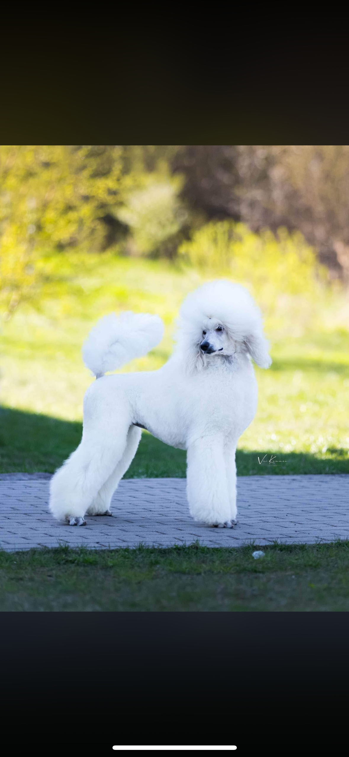 A white Standard Poodle standing outdoors on a paved path with a green grassy area and trees in the background.