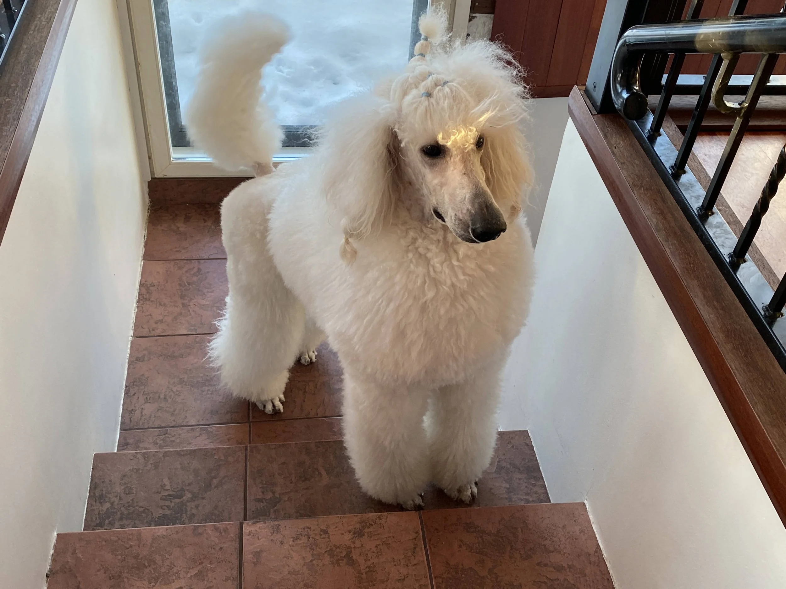 A white poodle standing on a tiled floor near a staircase, looking downward with a neutral expression.
