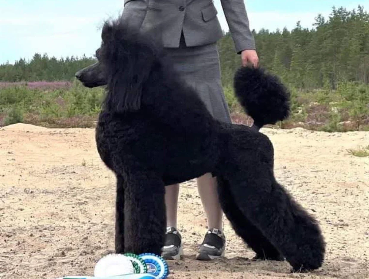 A large black dog, possibly a poodle, standing on a sandy area next to a person in a gray suit holding its tail. The dog has curly fur and appears to be a show dog, with ribbons or awards placed on the ground near its paws. In the background, there are trees and a cloudy sky.