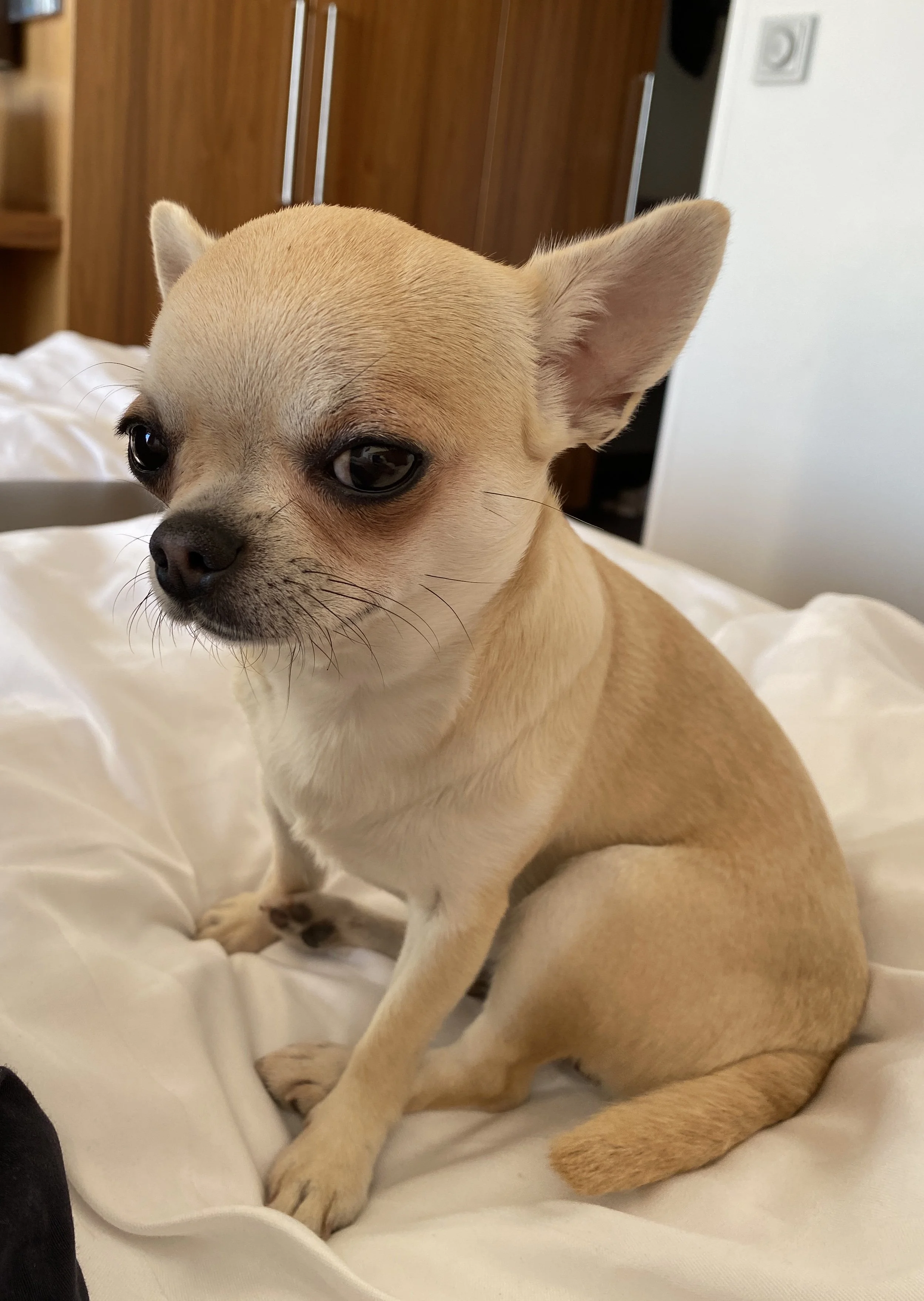A small tan Chihuahua dog with large ears and dark eyes sitting on a white bedspread in a bedroom.