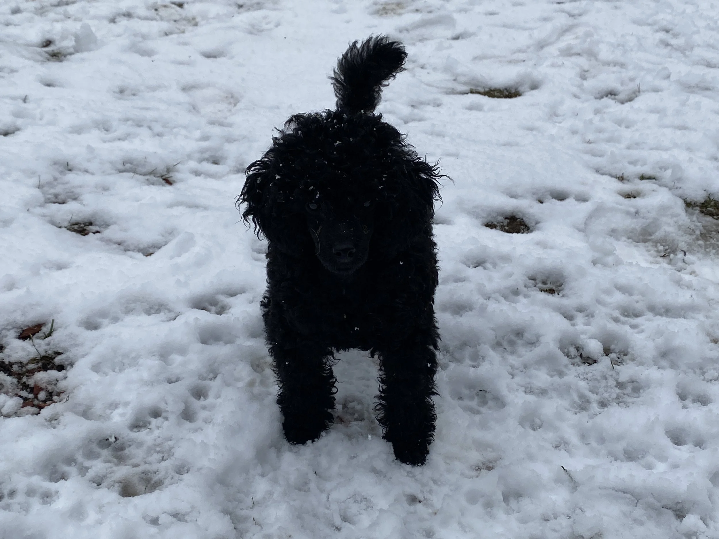 A black curly-haired puppy standing in the snow, facing towards the camera.