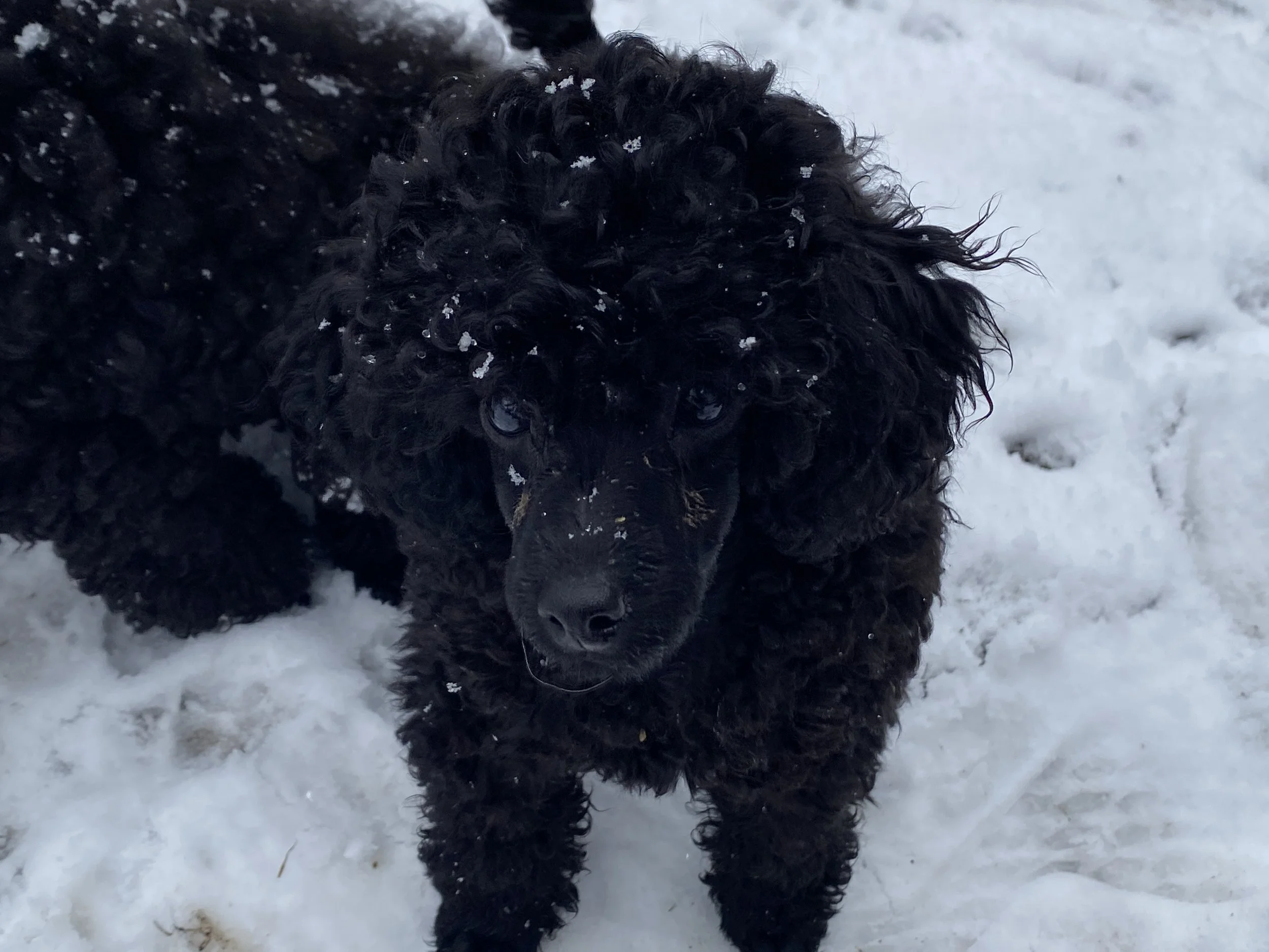 A black curly-haired dog standing on snow with snowflakes on its fur.