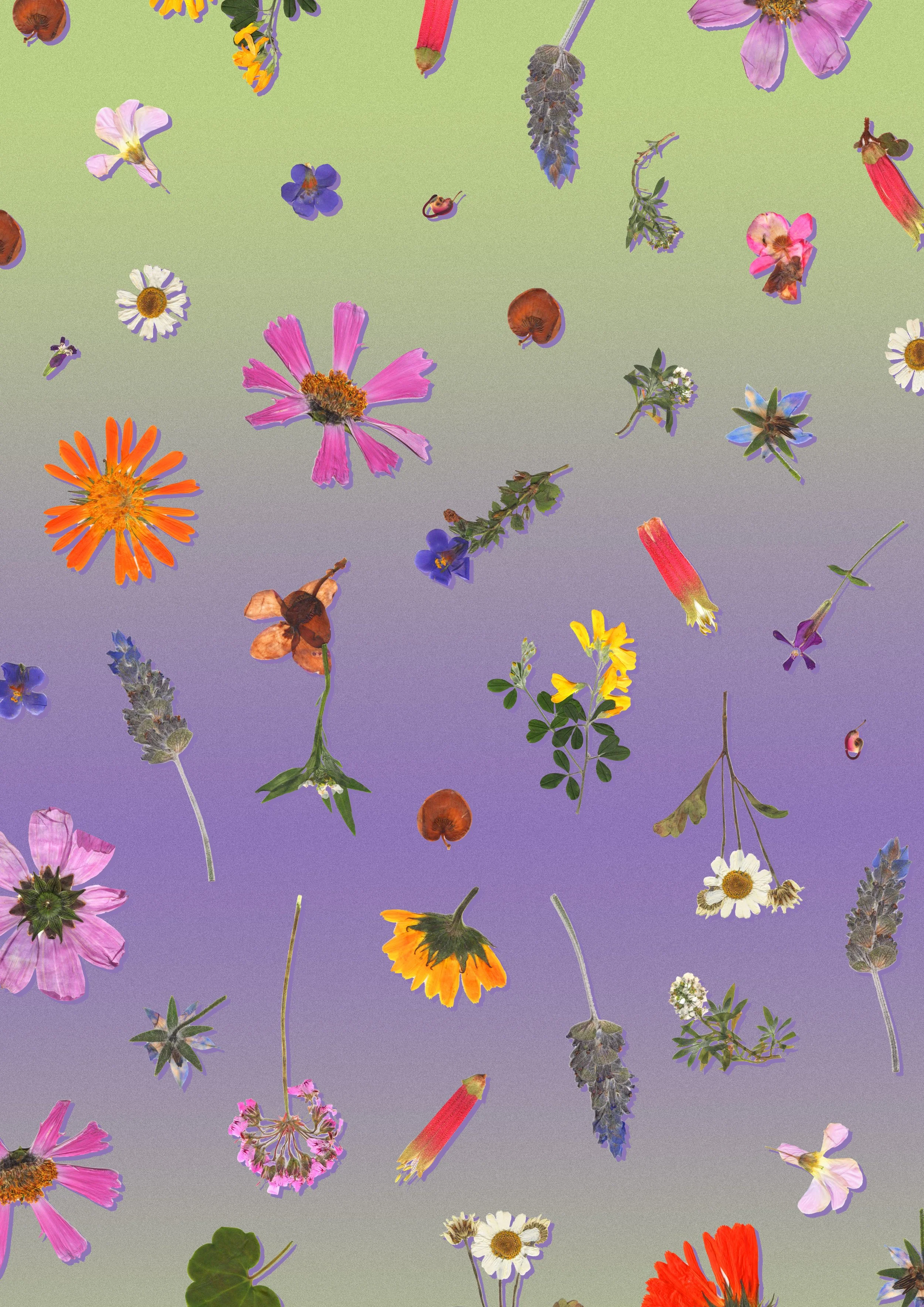 creative ombre pressed flower digital collage yardage print