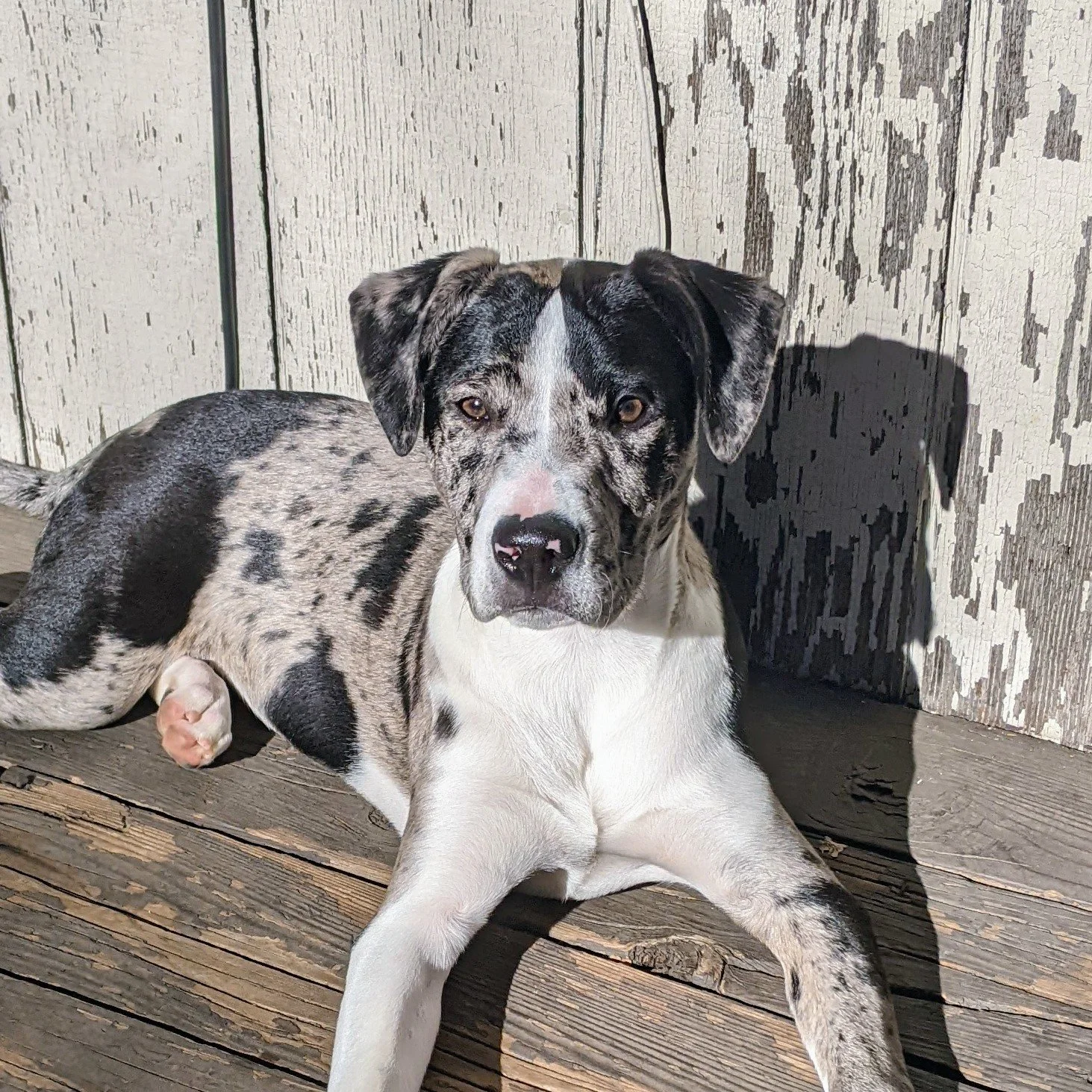 Image shows one of the maker's dogs, a catahoula leopard dog mix