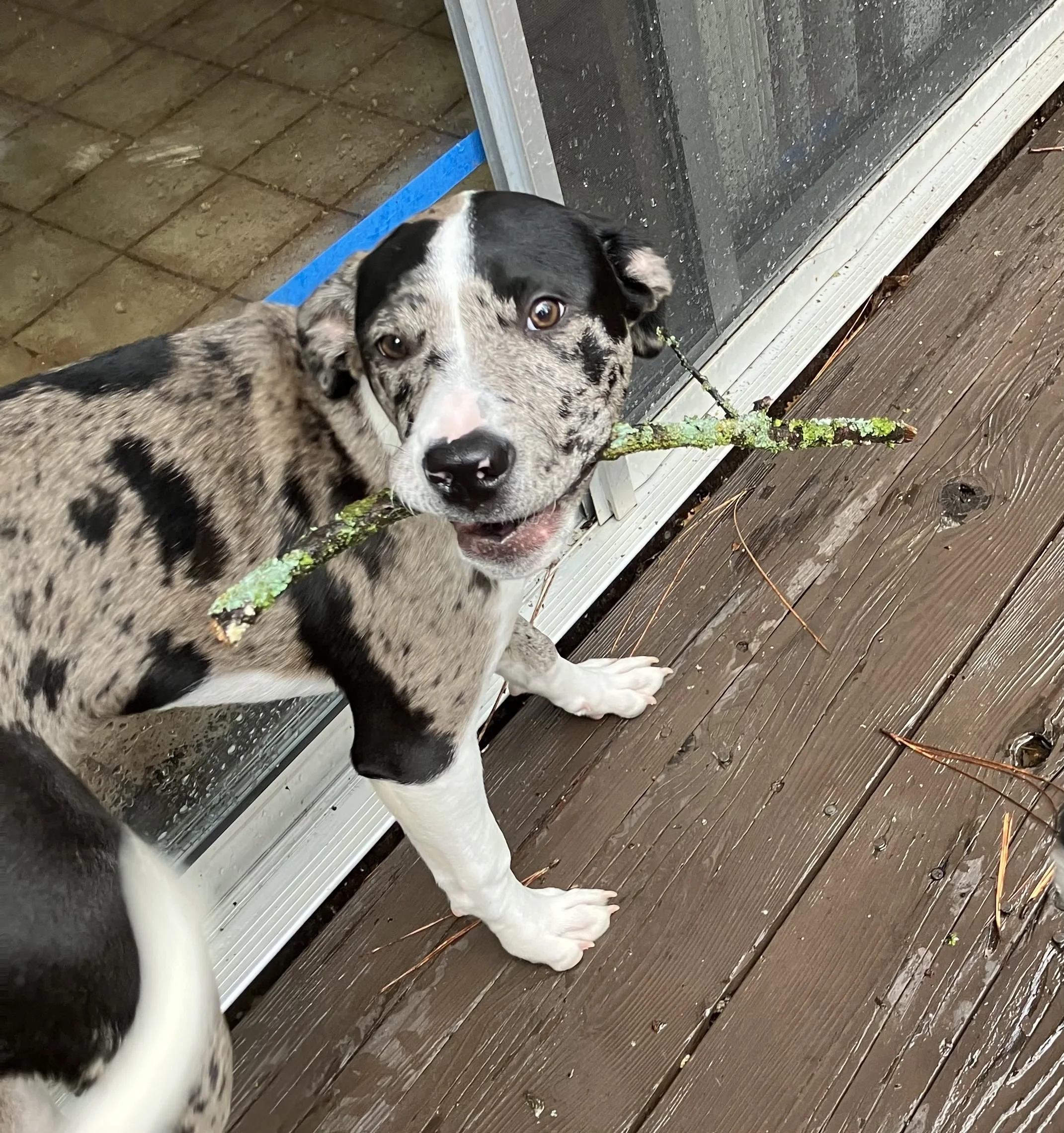 Puppy with spots holding a stick