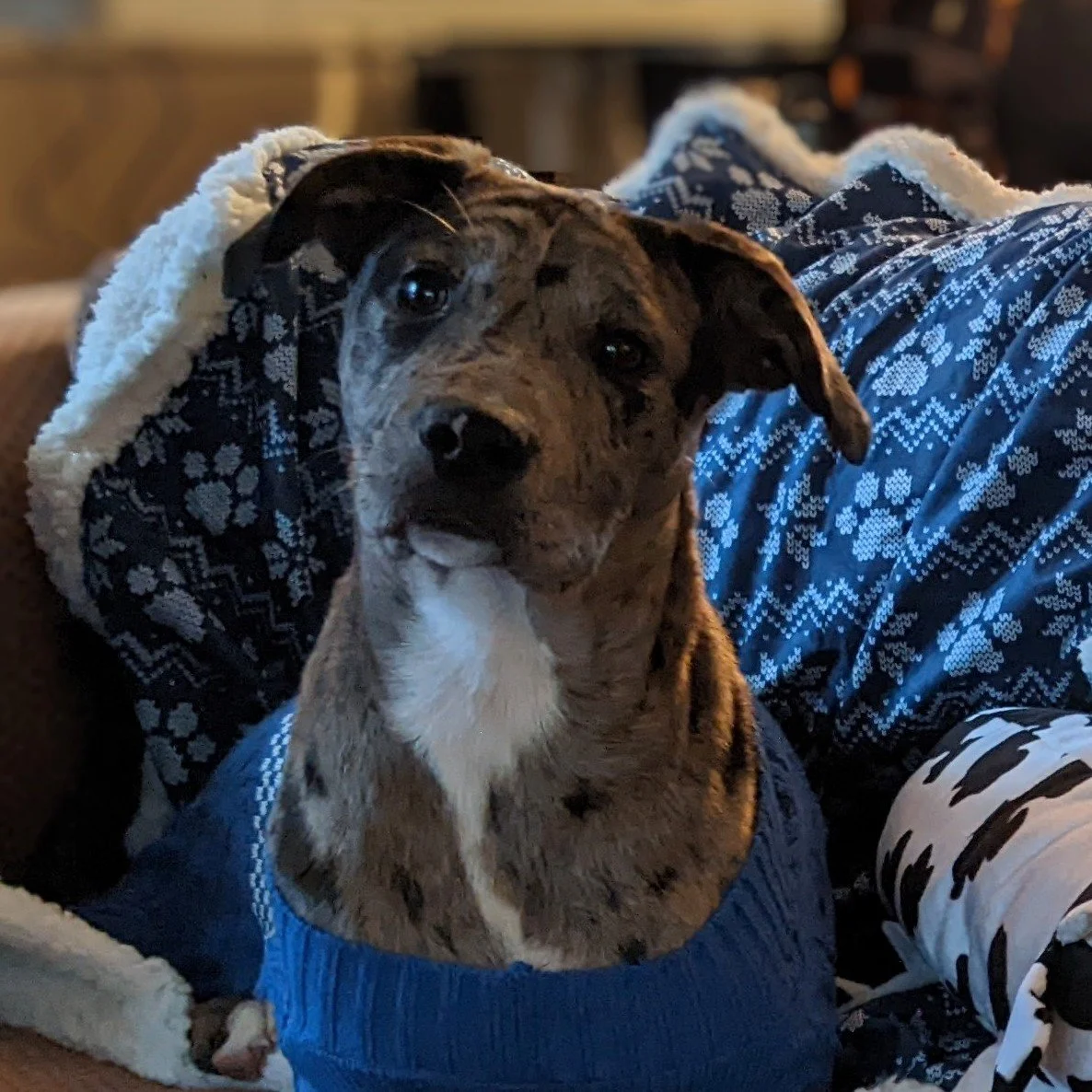 Image shows one of the wood turner's dogs, a catahoula leopard dog mix.