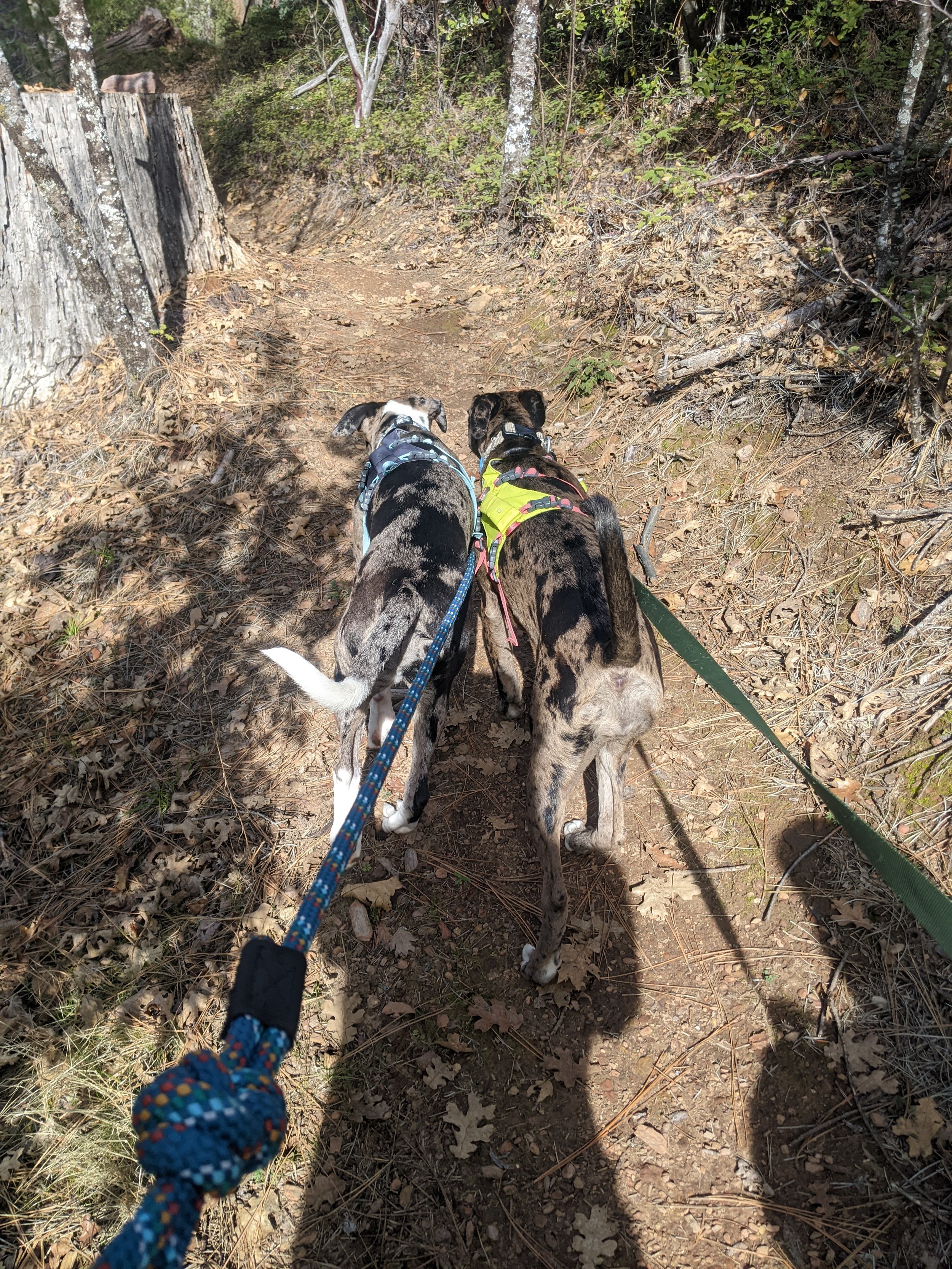 The woodworker's two dogs are shown. They are Catahoula Leopard Dog Mixes.