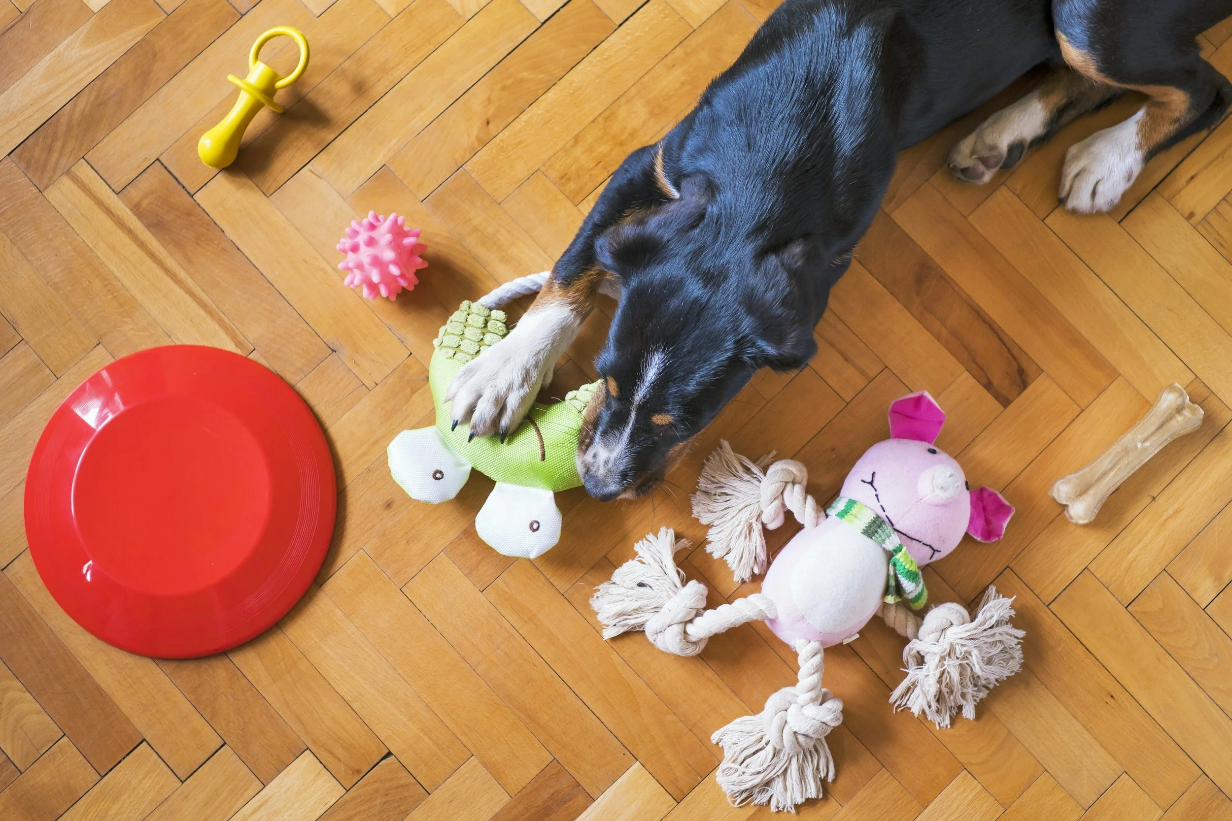 A black and brown puppy playing with stuffed toys on a hardwood floor, with a red bowl, a yellow toy, a pink spiky ball, and a beige bone nearby.