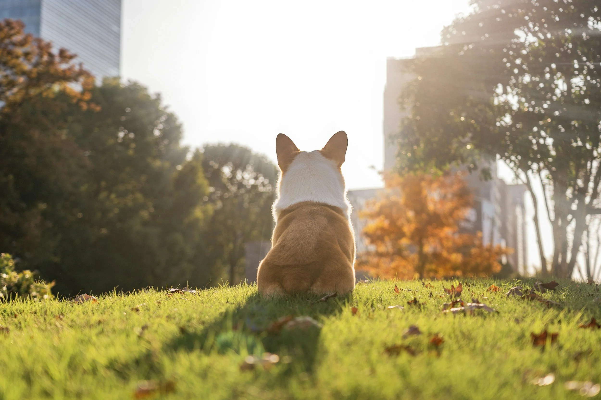 Simple pet silhouette representing pet essentials categories.