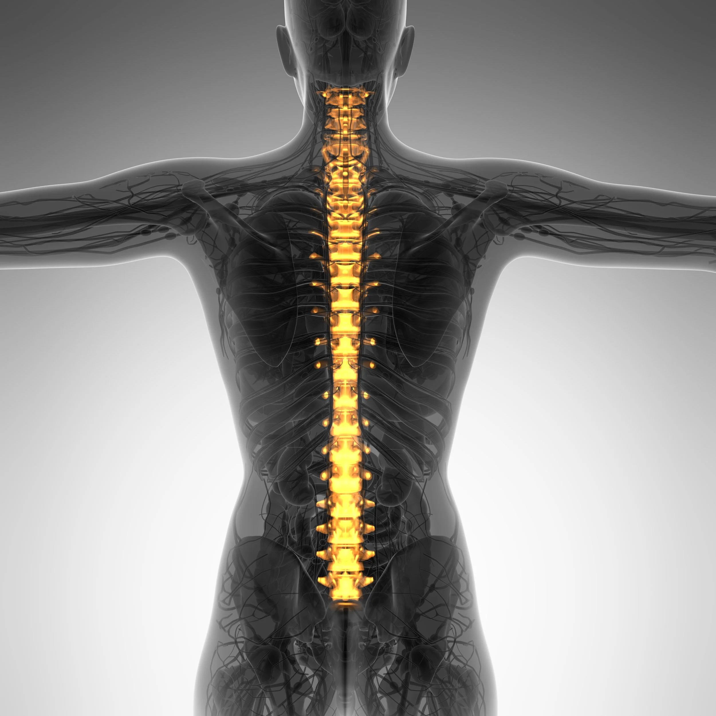 An illustration of a human back showing the spinal column highlighted in yellow, with a semi-transparent view of the skeletal and nervous system.