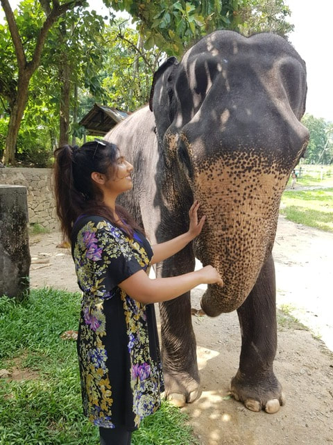 A woman petting an elephant in a park-like setting with trees and greenery.