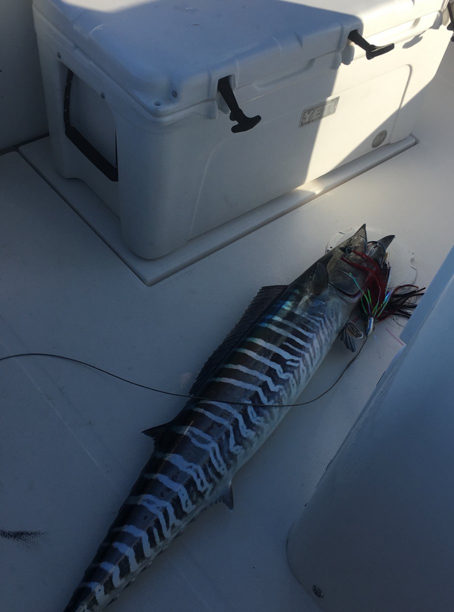 A large, striped fish lying on the deck of a boat, next to a white cooler box.