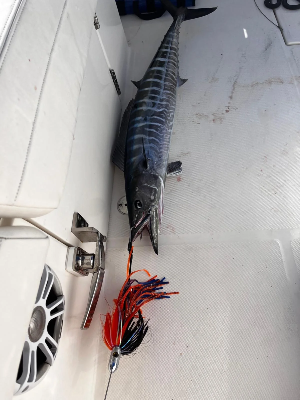 A large fish, likely a barracuda, lying on a boat deck with a colorful fishing lure attached to its mouth.