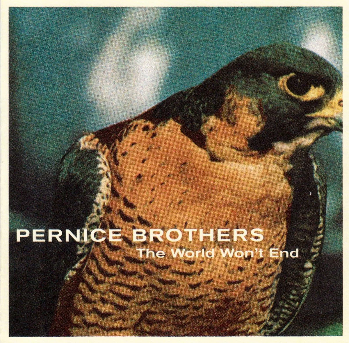 Close-up of a Peregrine falcon's head and upper body, with text overlay reading "Pernice Brothers - The World Won't End."