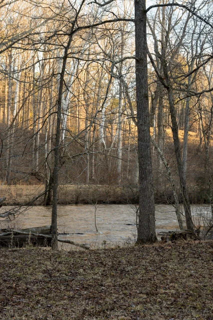 Lush winter woods framing a secret outdoor proposal location by a premier Northern Virginia engagement photographer.