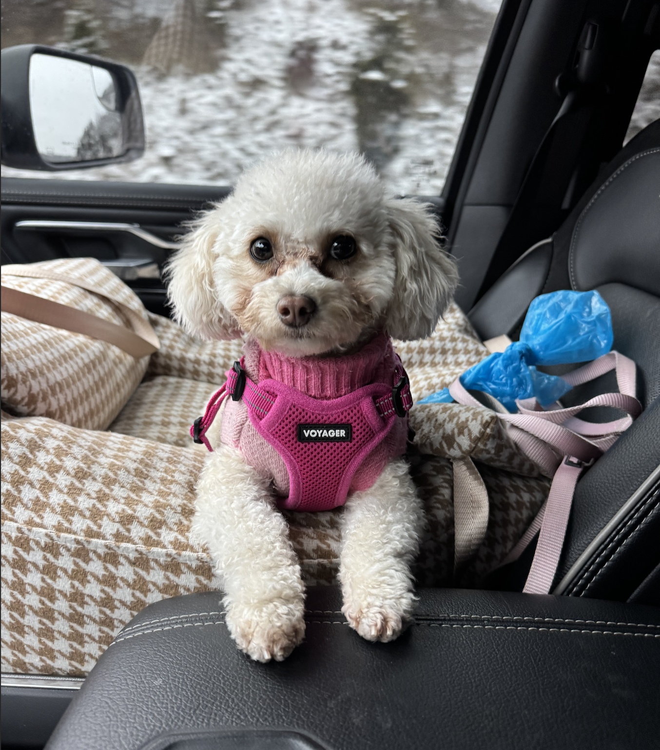 A small white dog with curly fur sitting inside a car, wearing a pink harness labeled "VOYAGER." The background shows the vehicle's window with a snowy landscape outside. There is a beige and white checkered blanket and a blue plastic bag in the car.