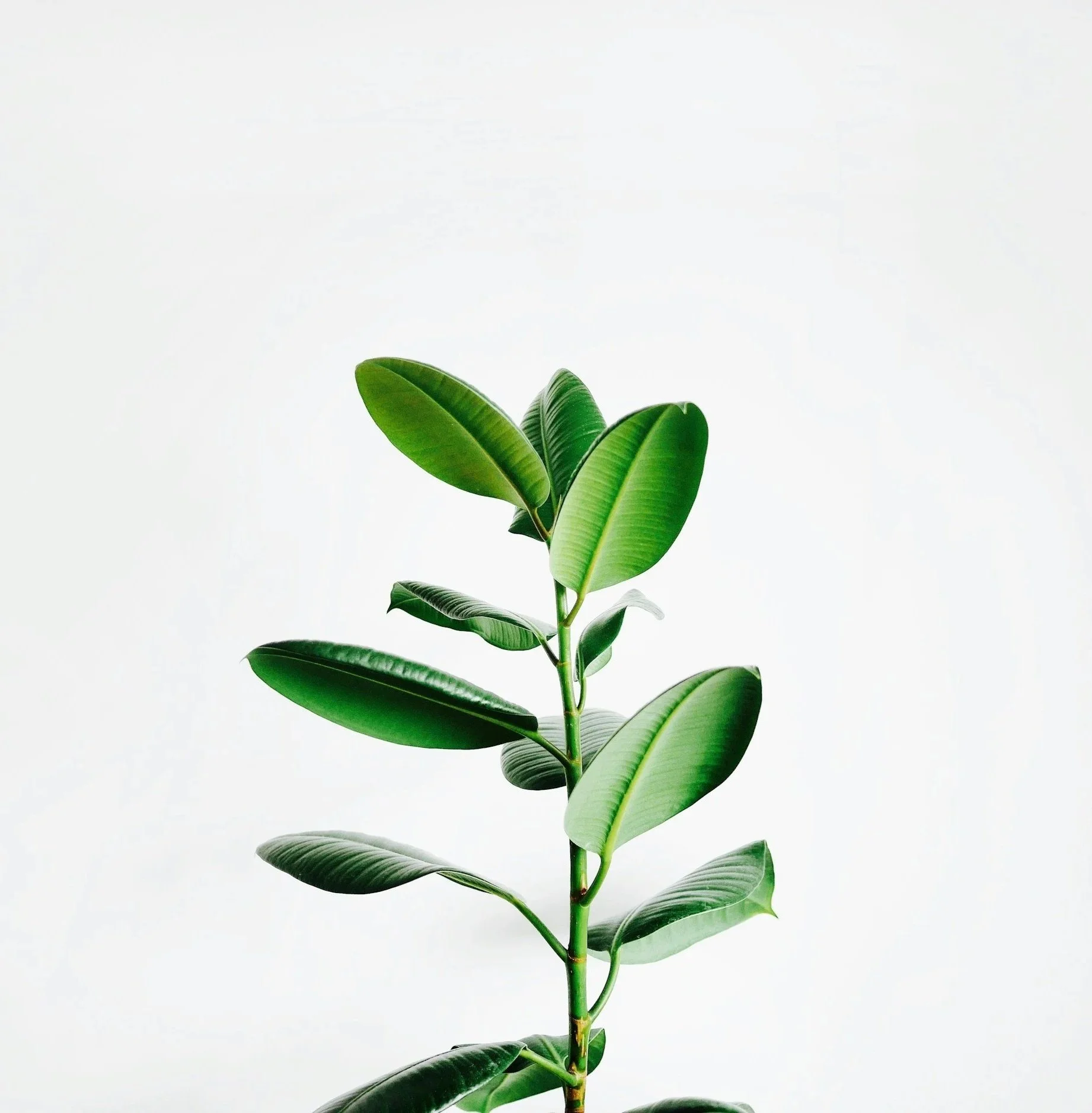A fresh green rubber plant with broad shiny leaves against a plain white background.