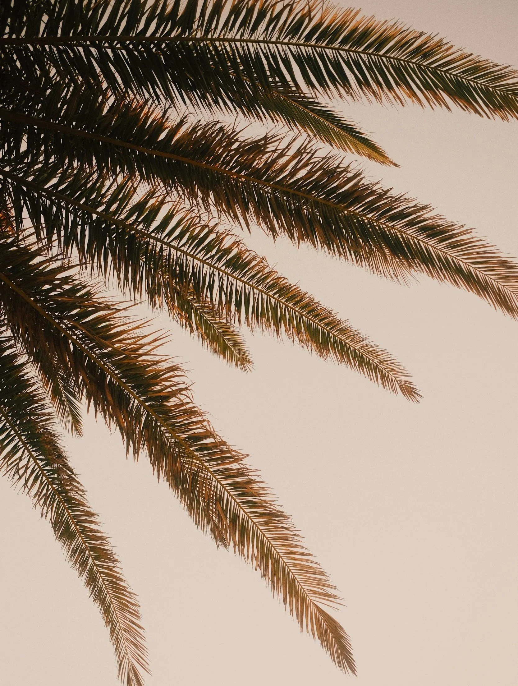 Close-up view of palm tree fronds against a light pink sky.
