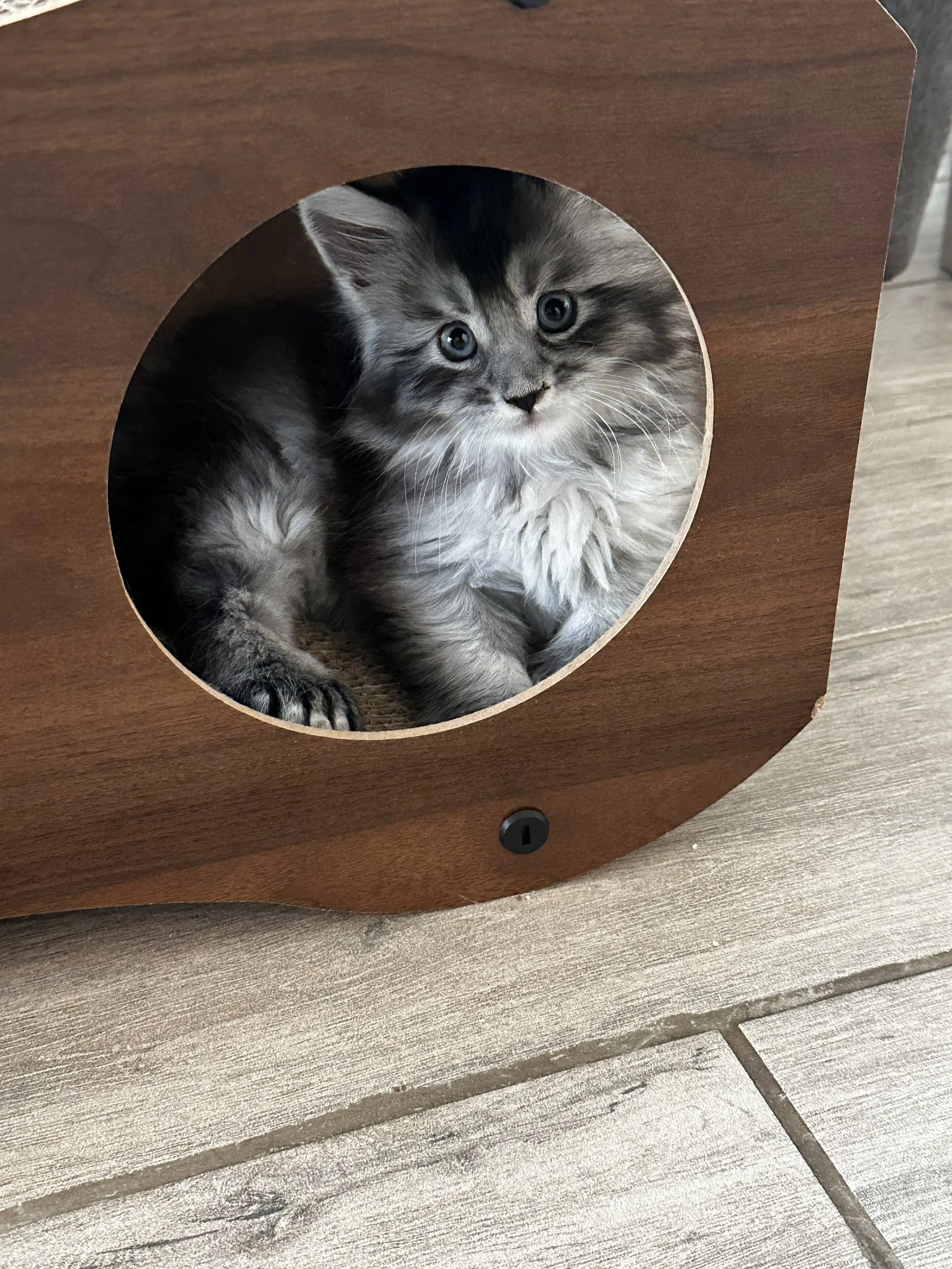 sadie-black-silver-maine-coon-tabby1.JPG
