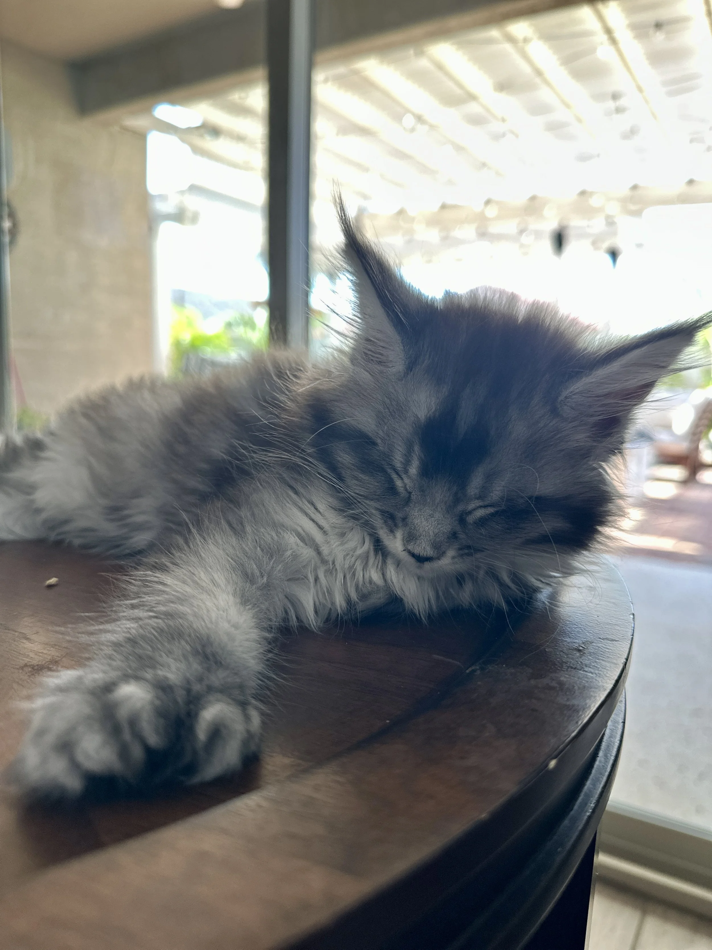 sadie-black-silver-maine-coon-tabby-sleeping.JPG