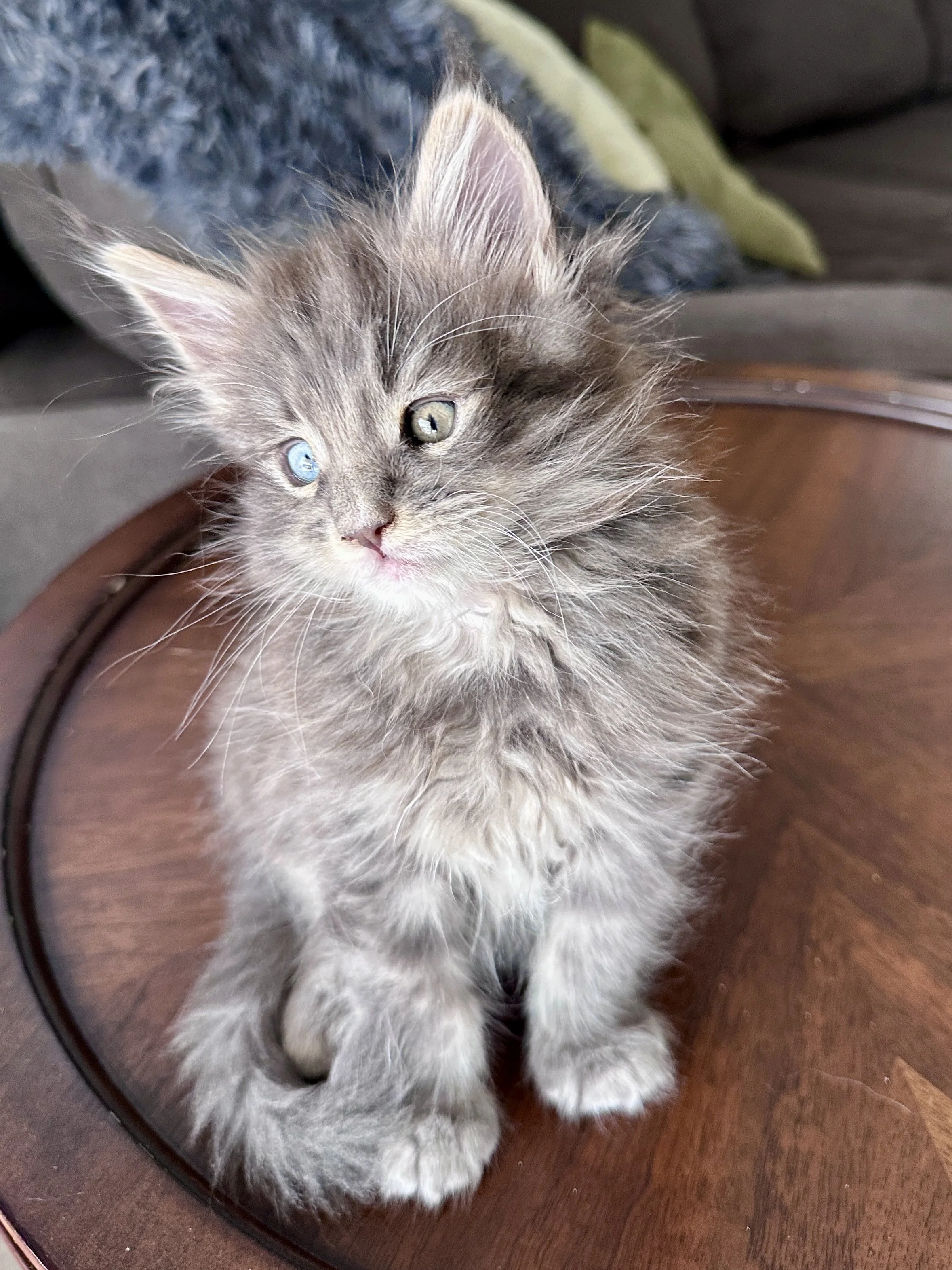 joe-blue-maine-coon-tabby.JPG