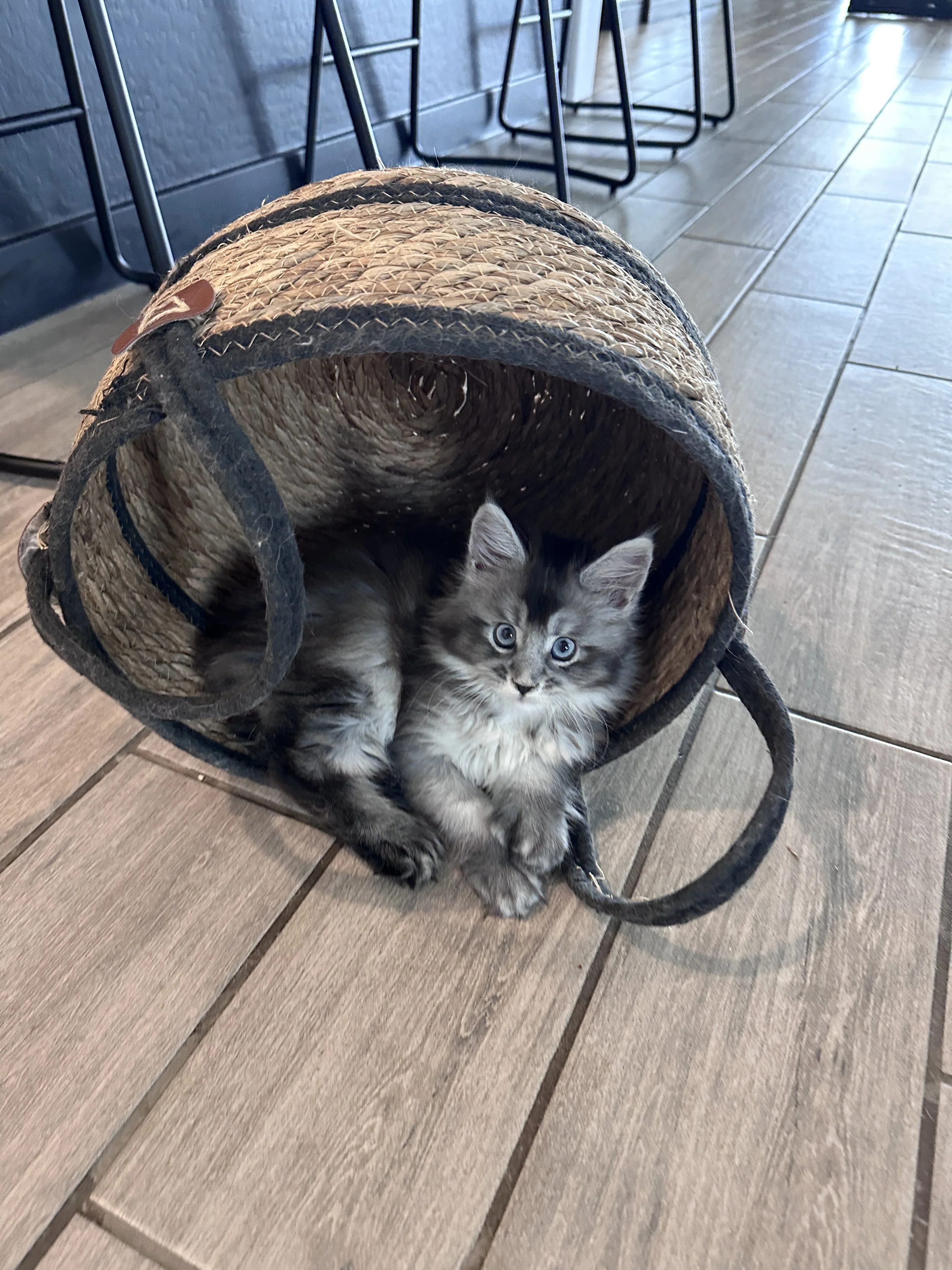 sadie-black-silver-maine-coon-tabby-basket.JPG