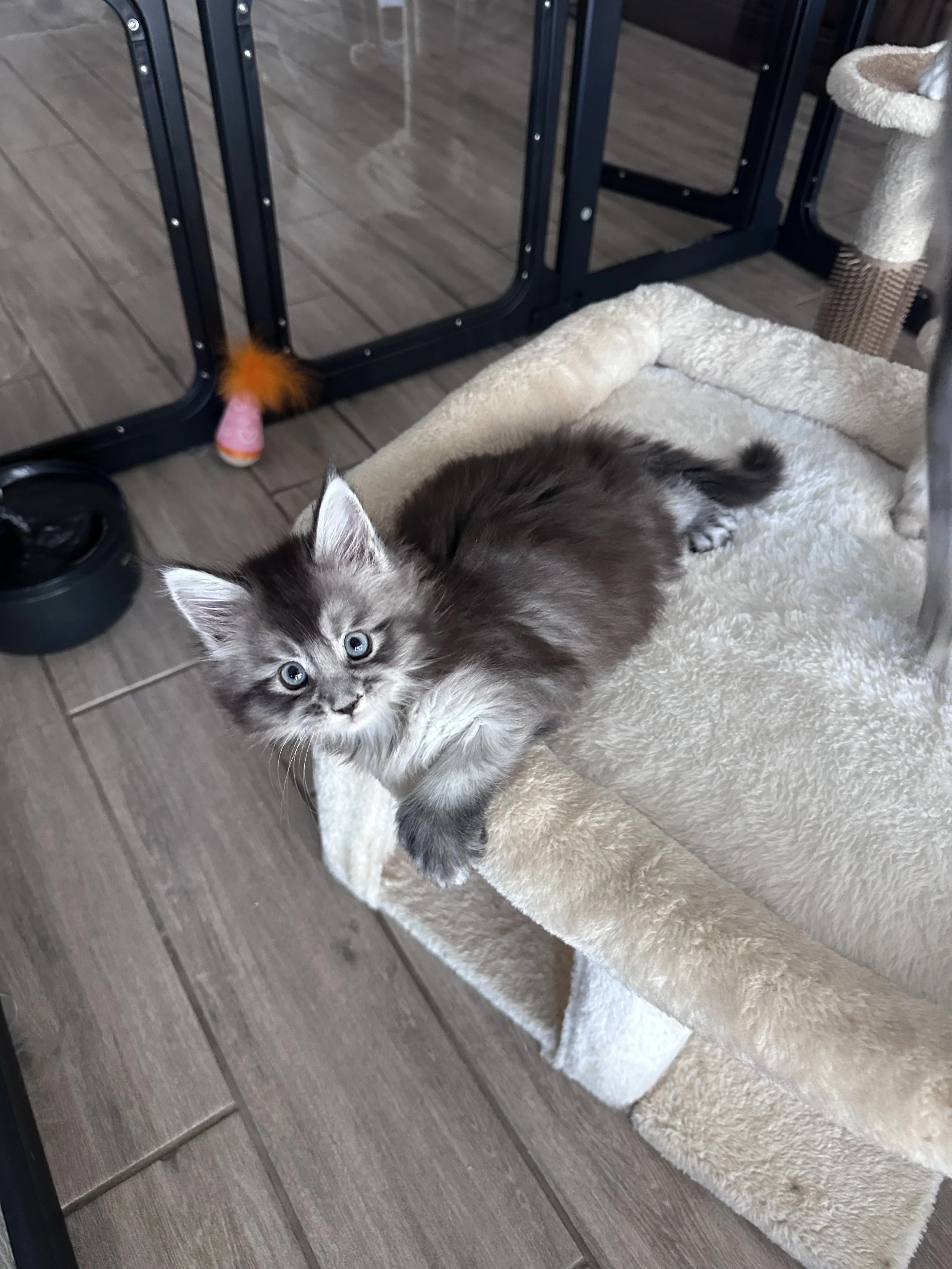sadie-black-silver-maine-coon-tabby.JPG