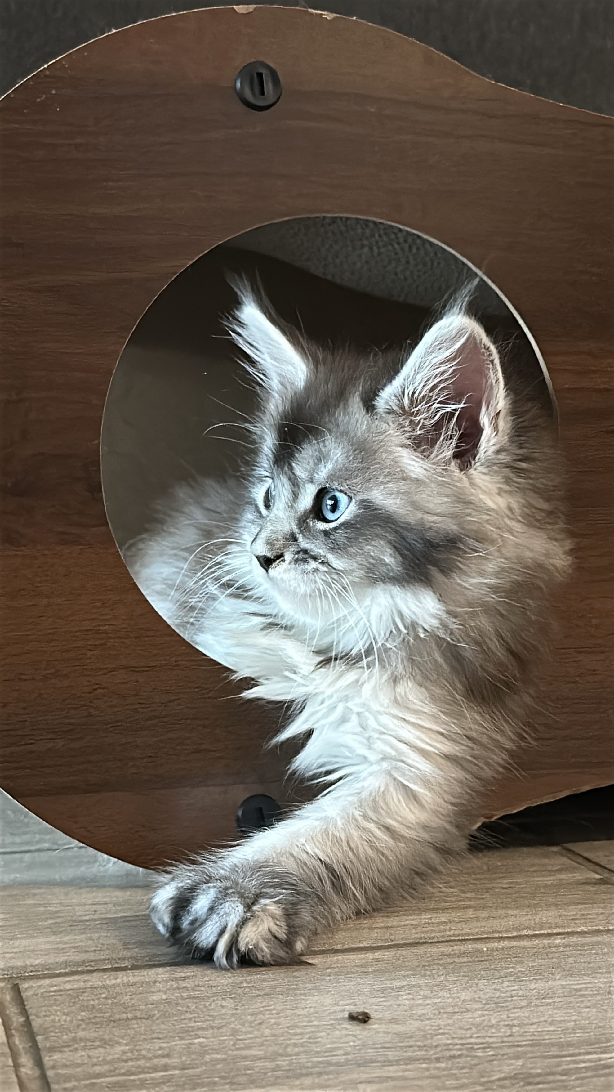 sadie-black-silver-maine-coon-tabby-sideview.JPG