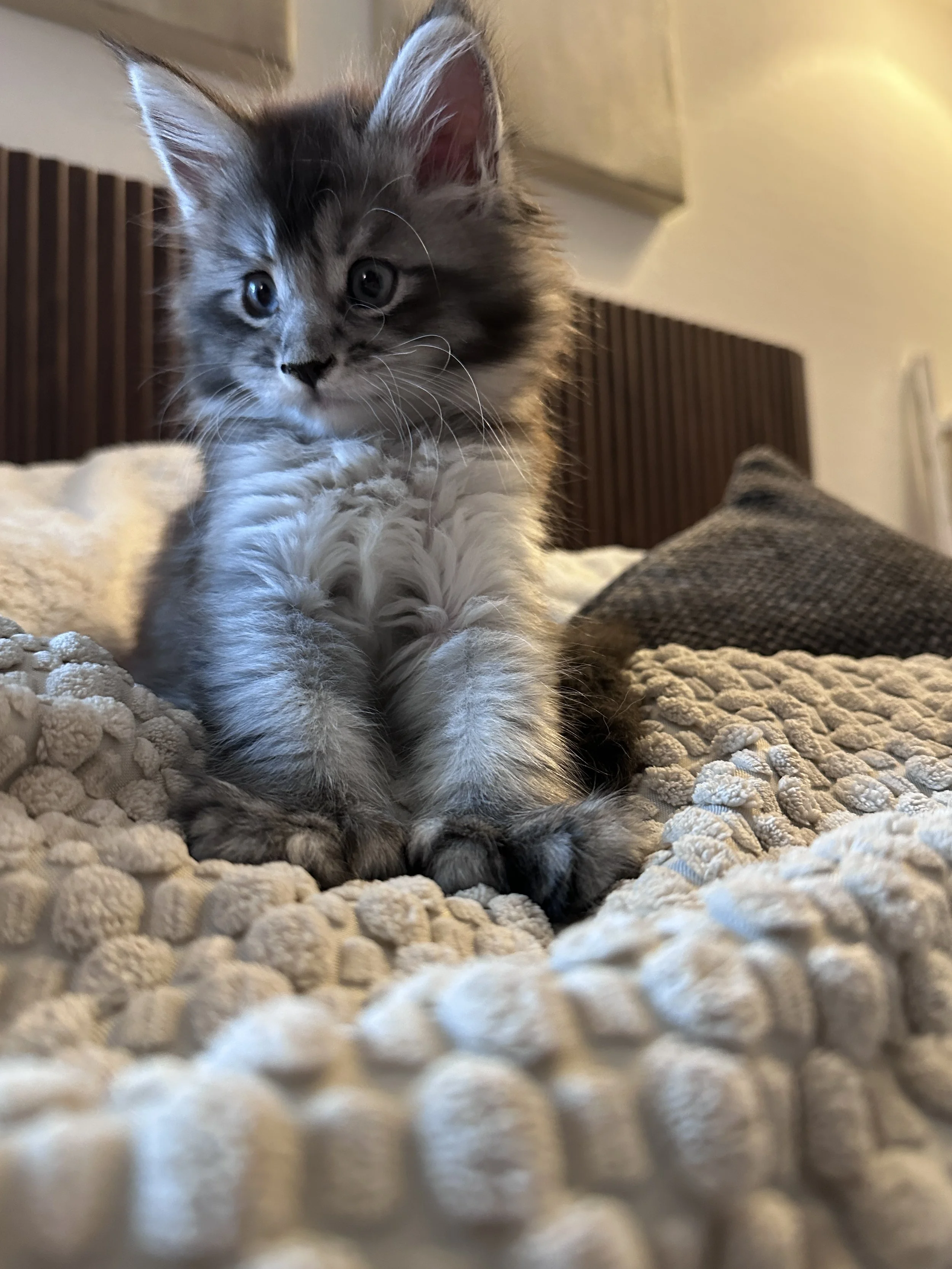 sadie-black-silver-maine-coon-tabby-bed (2).JPG
