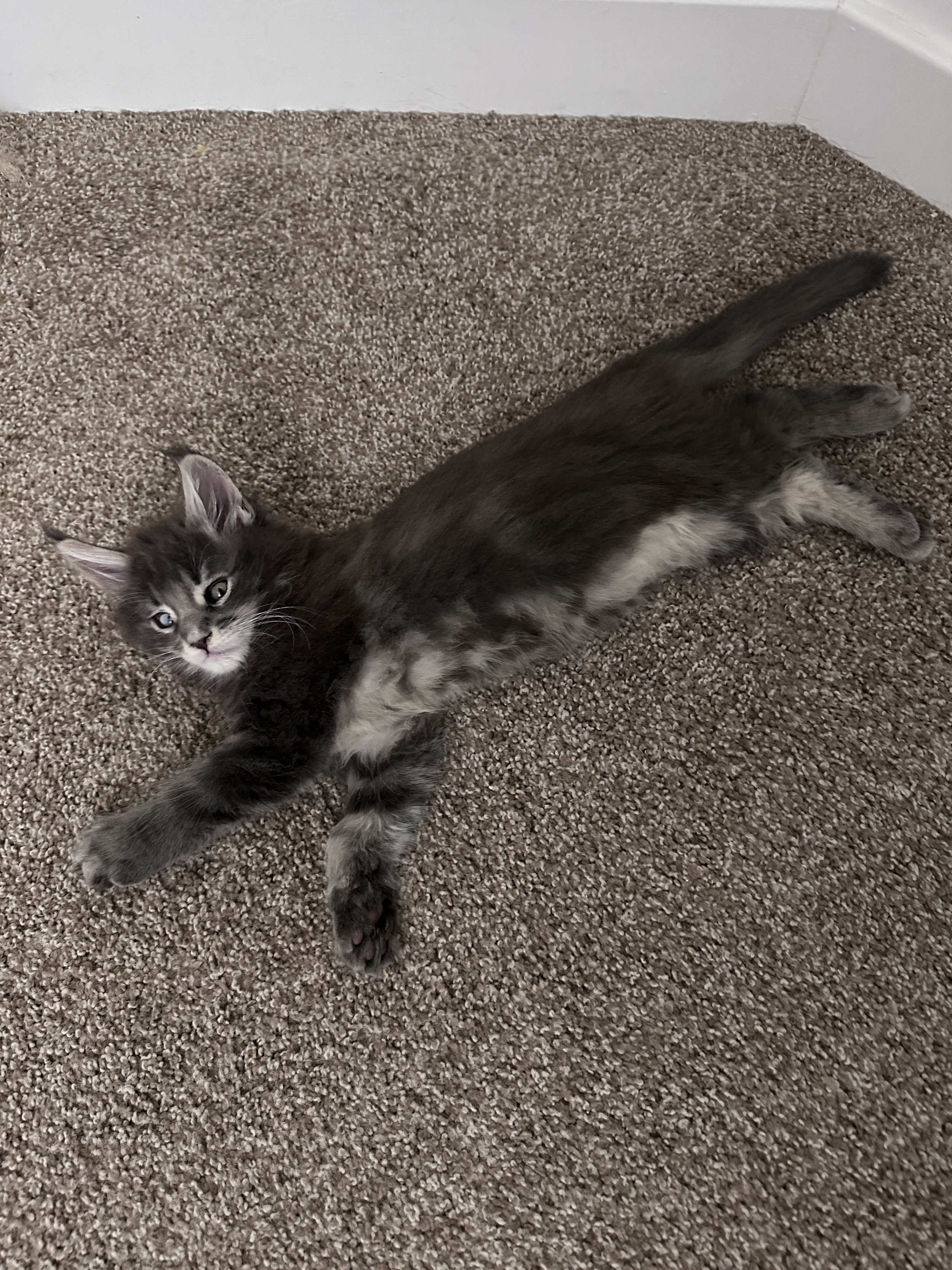 joe-blue-maine-coon-tabby-stretched-out.JPG