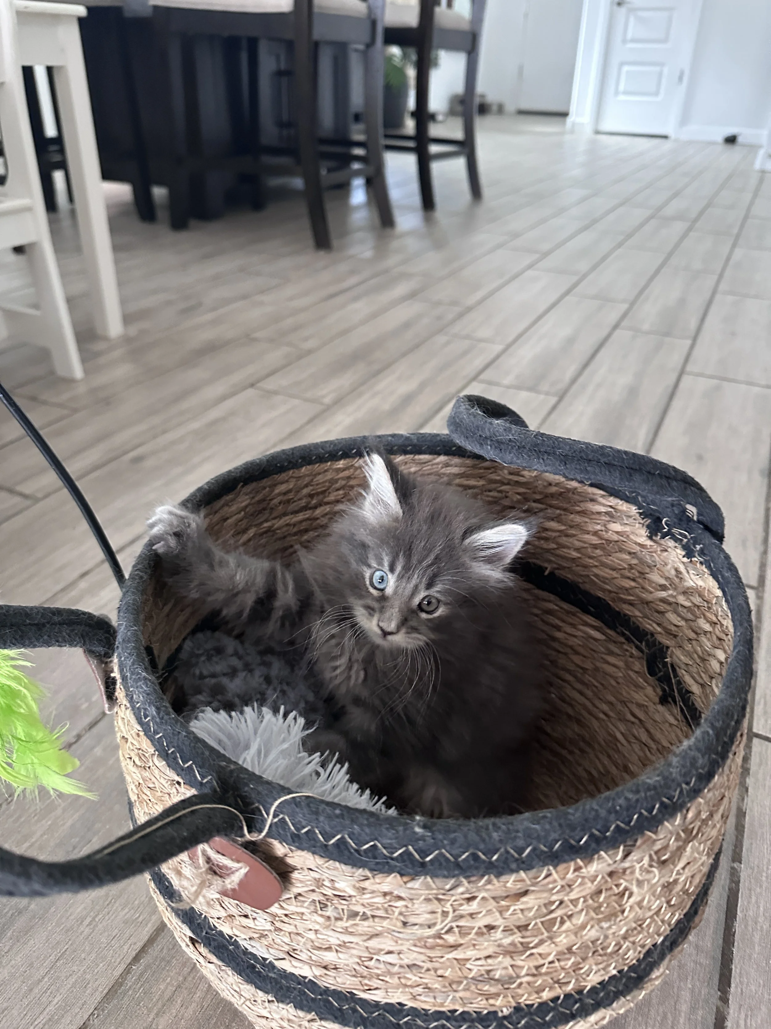 joe-blue-maine-coon-tabby-basket.JPG