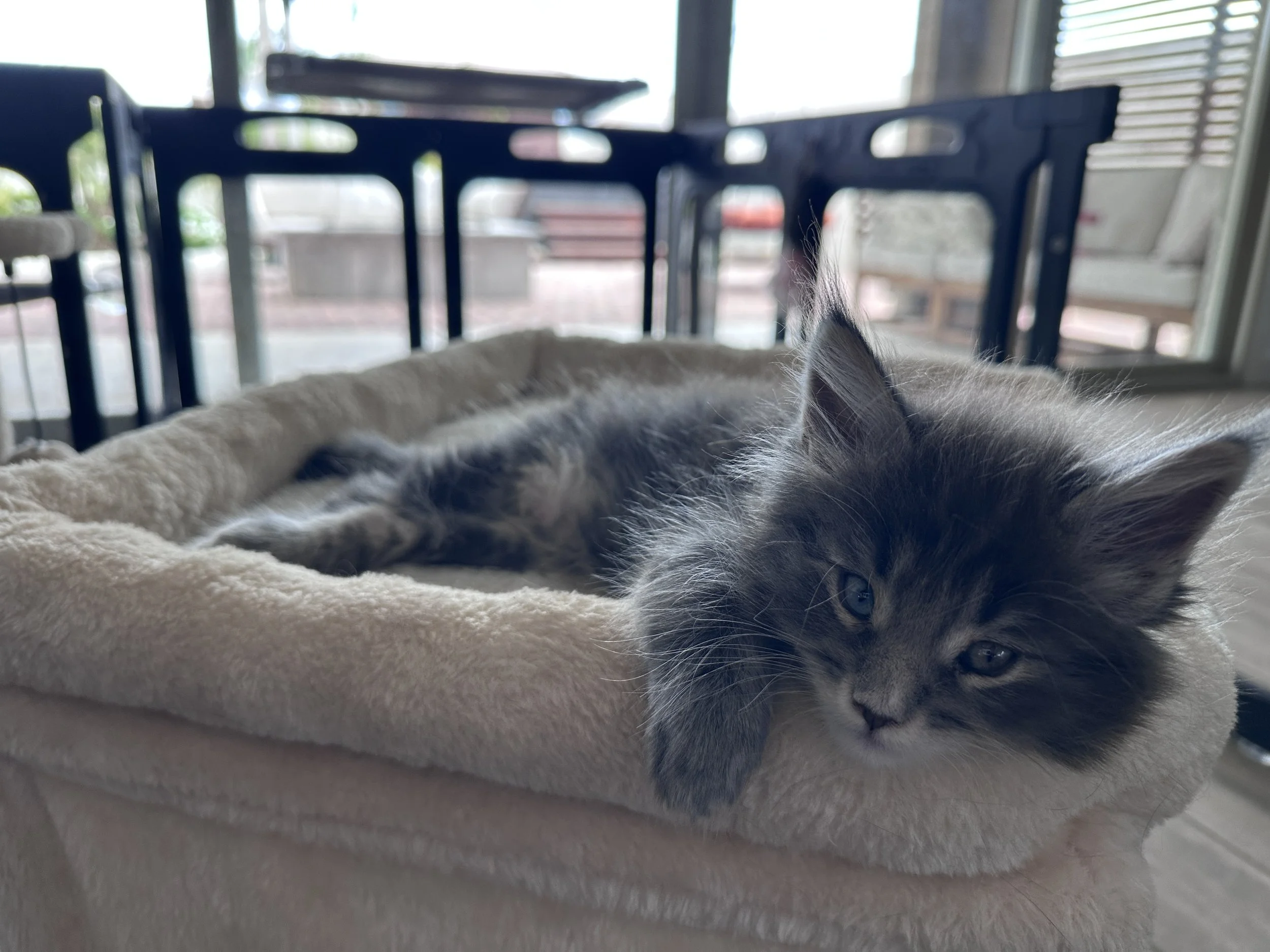 joe-blue-maine-coon-tabby-nursery.JPG