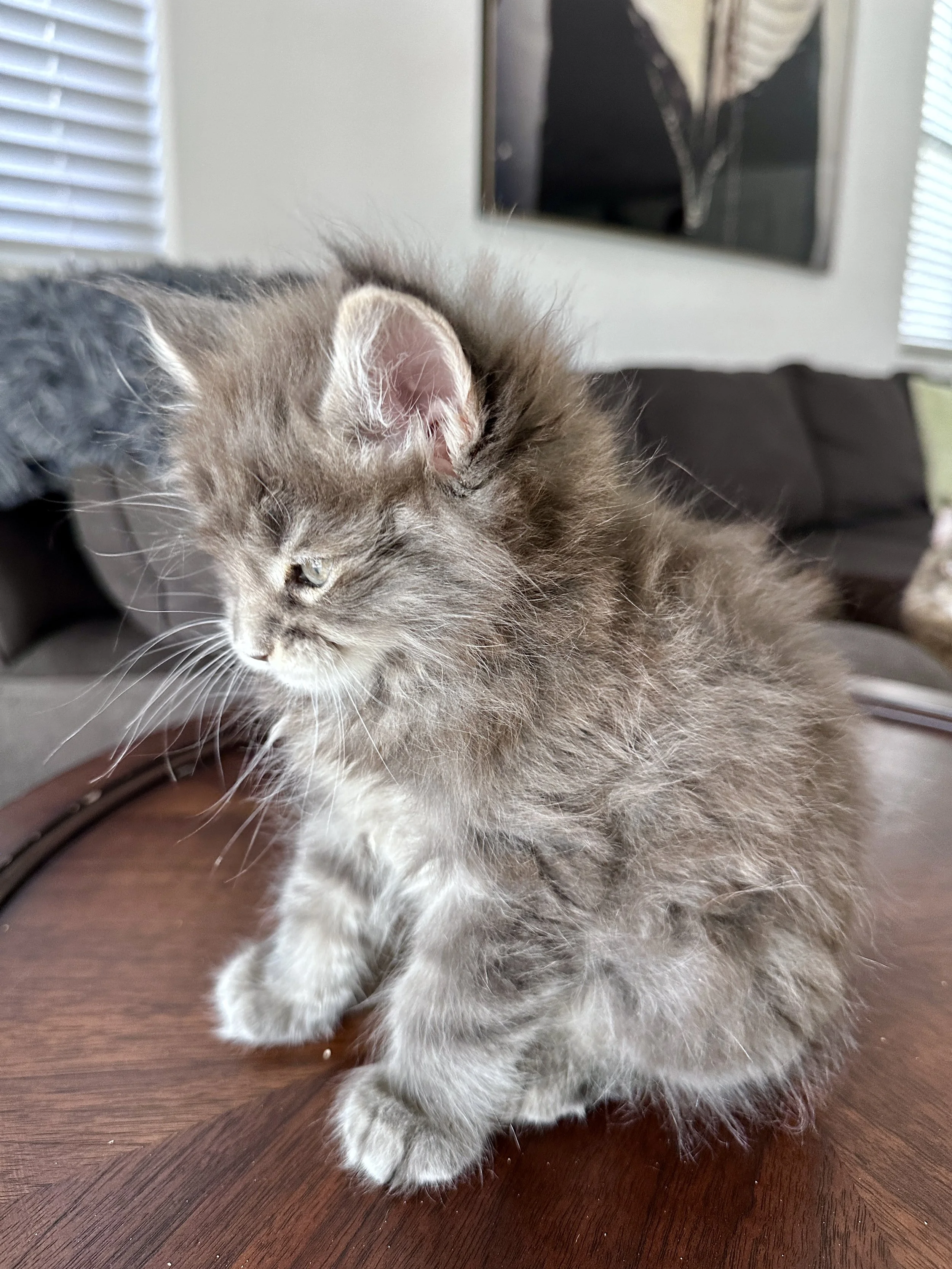 joe-blue-maine-coon-tabby-side.JPG