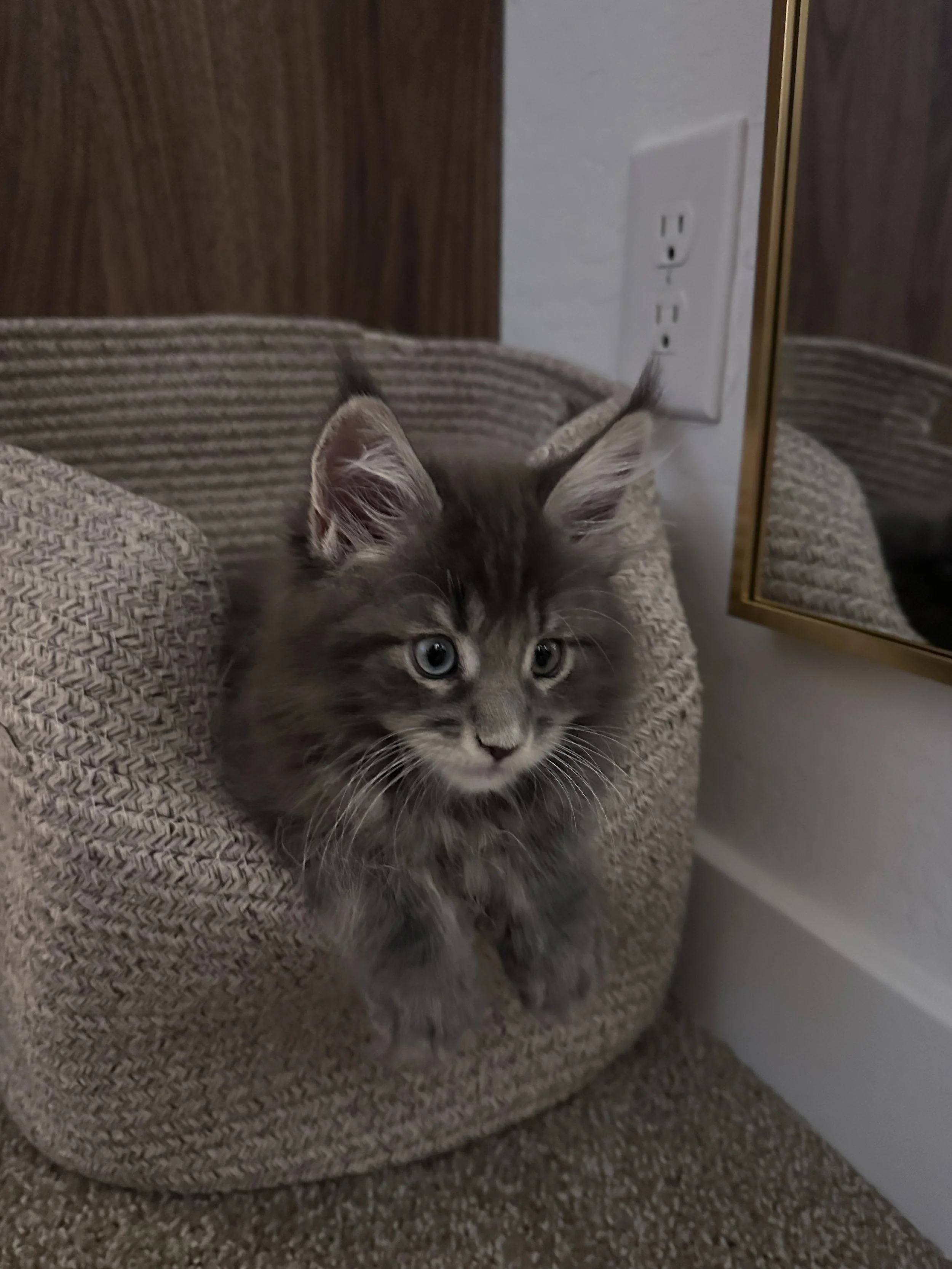 joe-blue-maine-coon-tabby-basket2.JPG