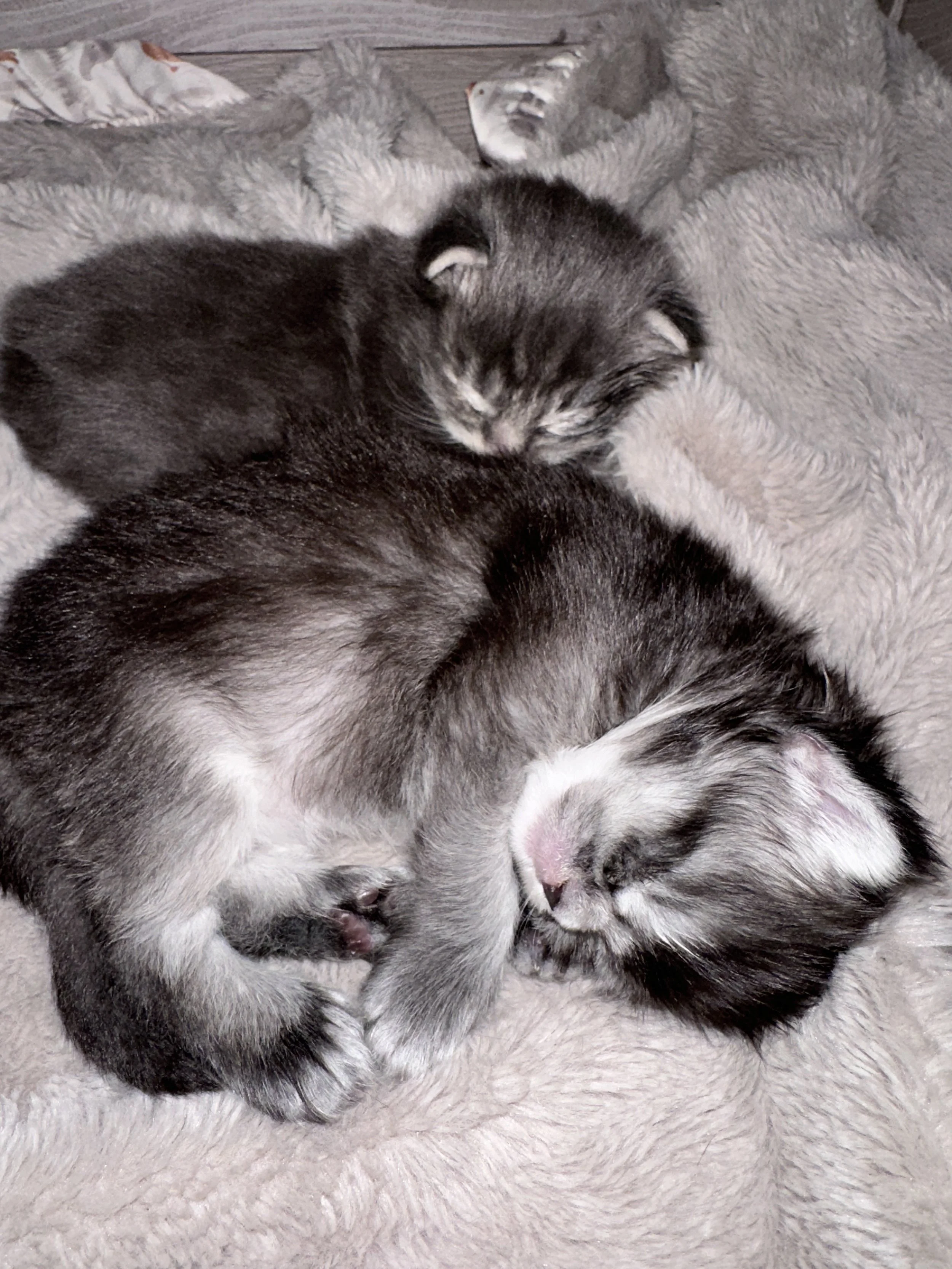 🪶 Sadie Pearl 
• Female 
•Black & Silver Ticked Tabby 
• Polydactyl 

Named after the legendary Pearl Hart, the sharp-shooting "Bandit Queen" who pulled off one of the very last stagecoach robberies in the old Arizona territory. With her striking, s