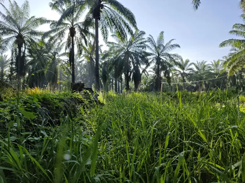 Land Clearing and Brush Removal