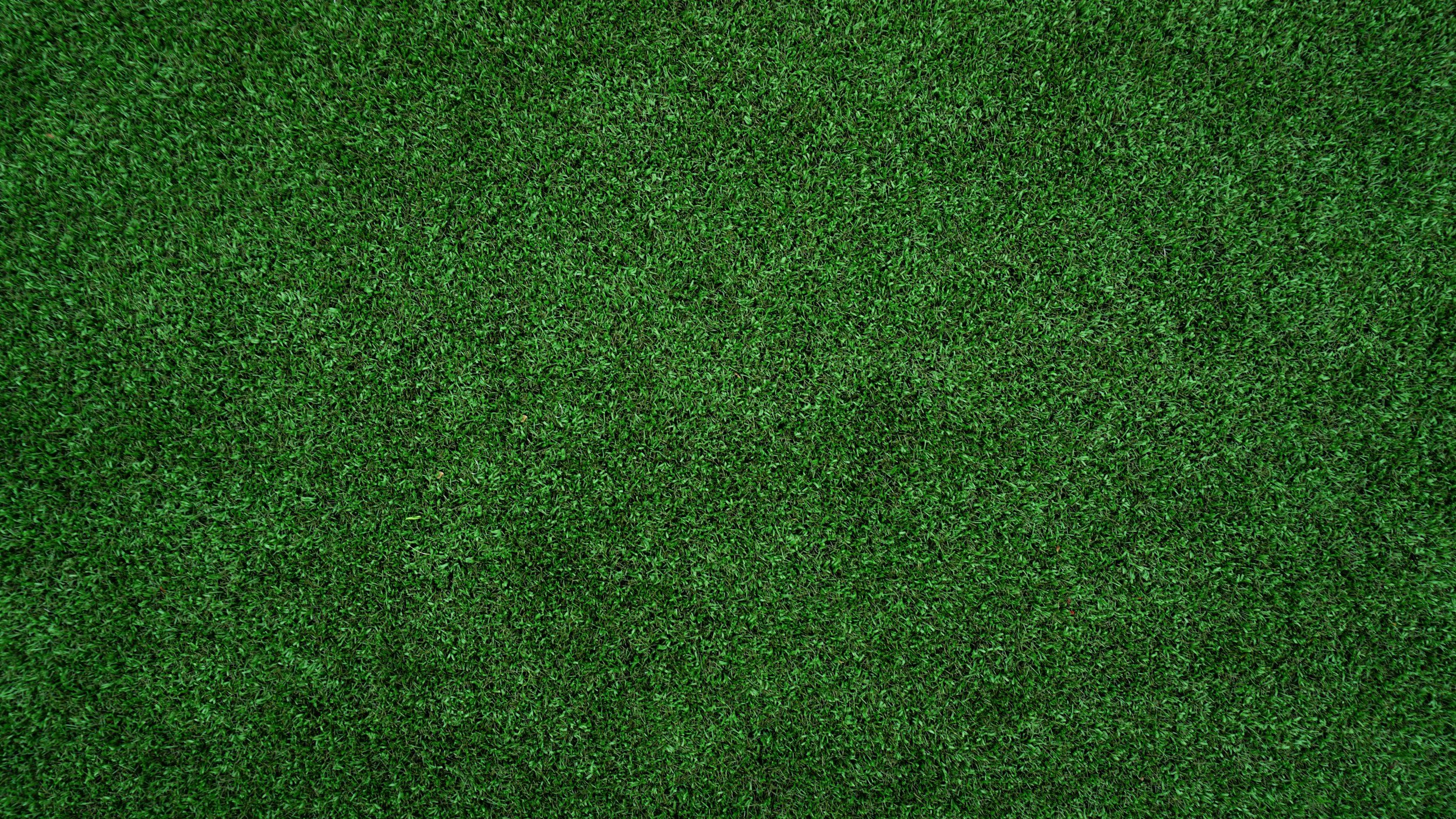 Close-up of a green grass field.