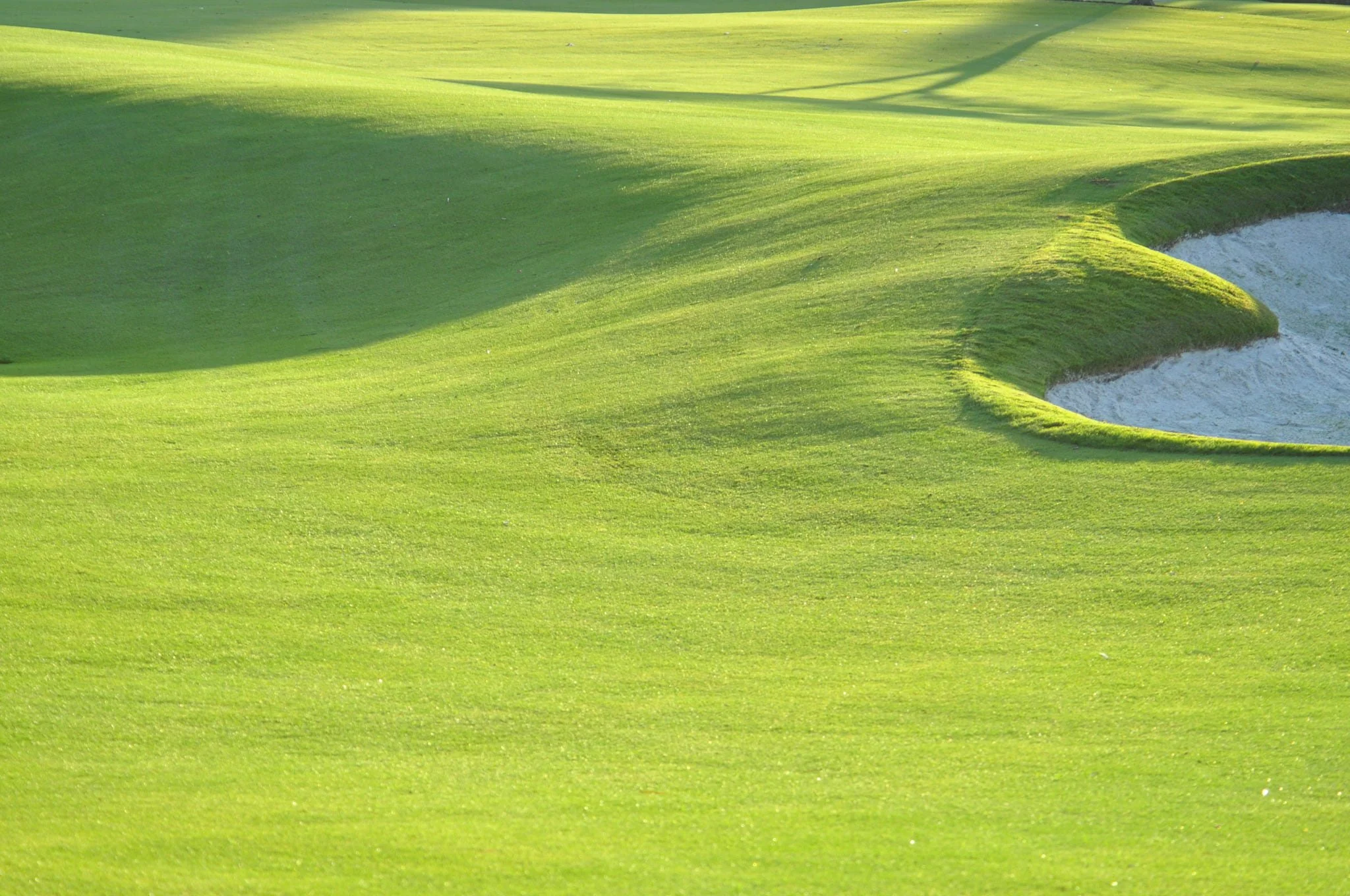 supreme-paspalum-fairway-sand-bunker-closeup-florida.jpg
