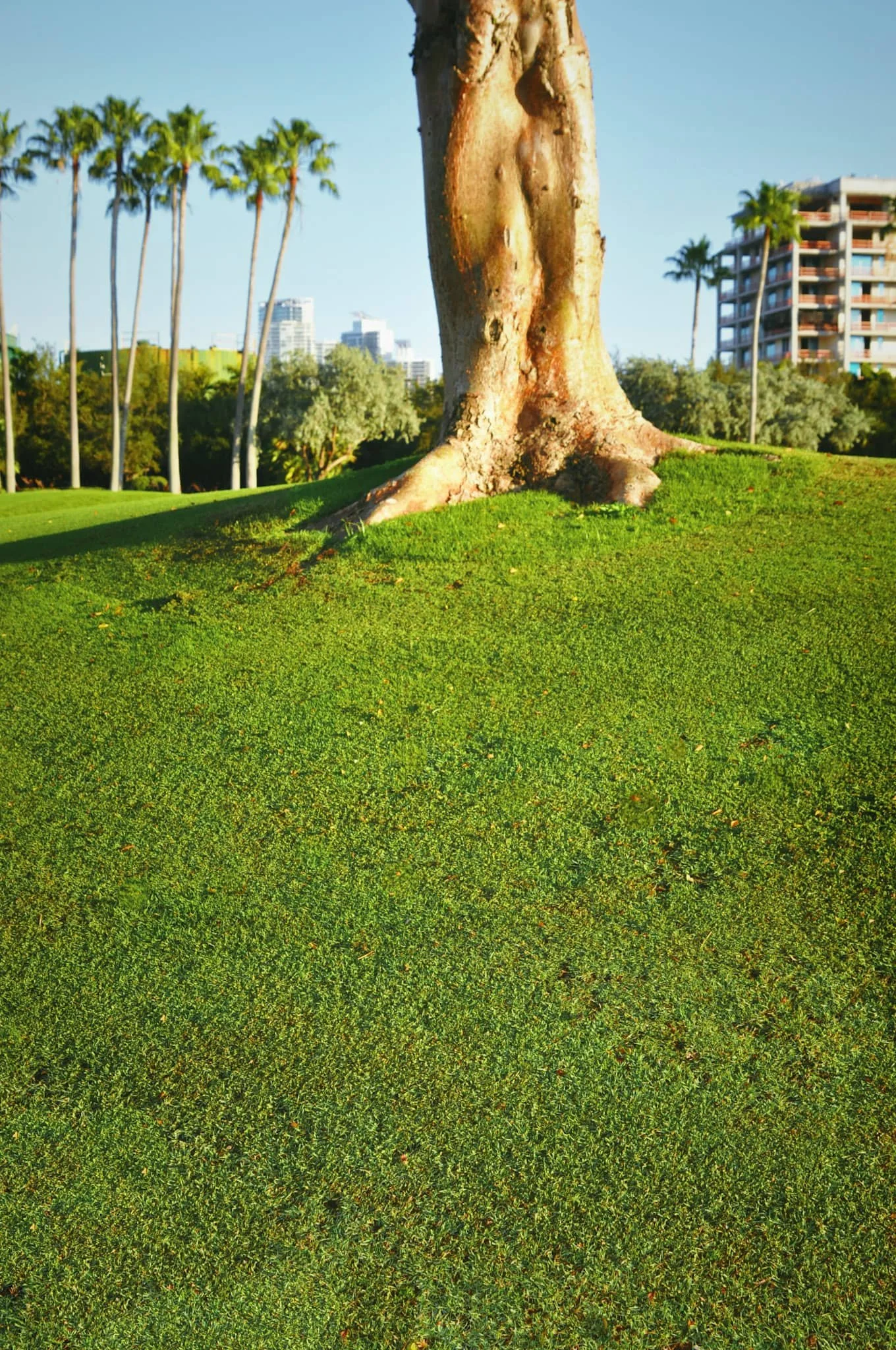 supreme-paspalum-sod-tree-fisher-island-miami.jpg