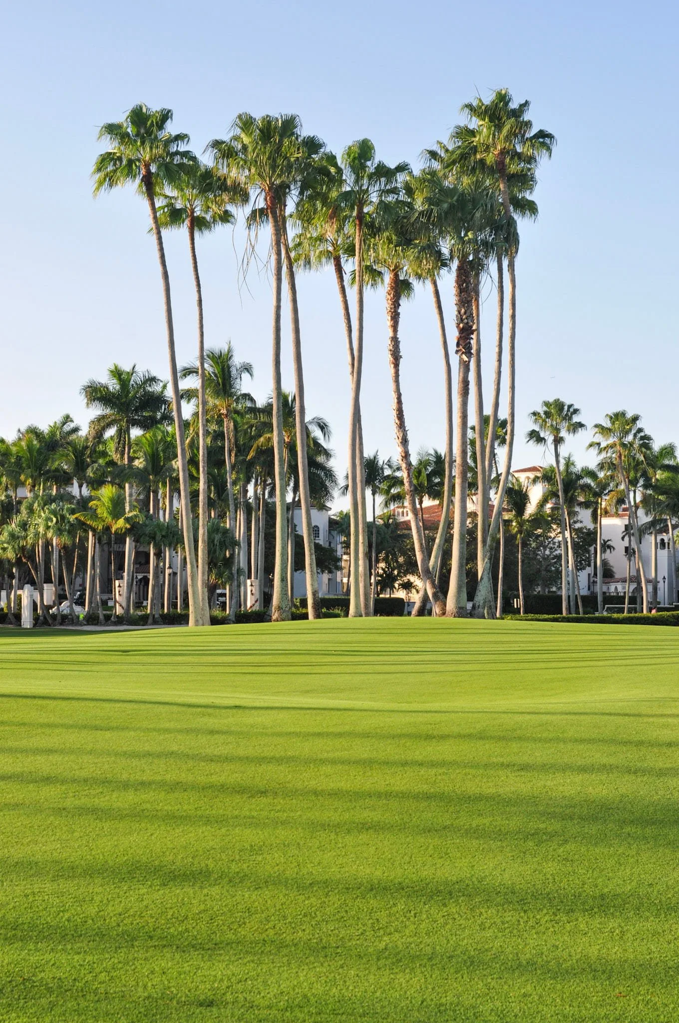 supreme-paspalum-fairway-palm-trees-fisher-island-miami.jpg