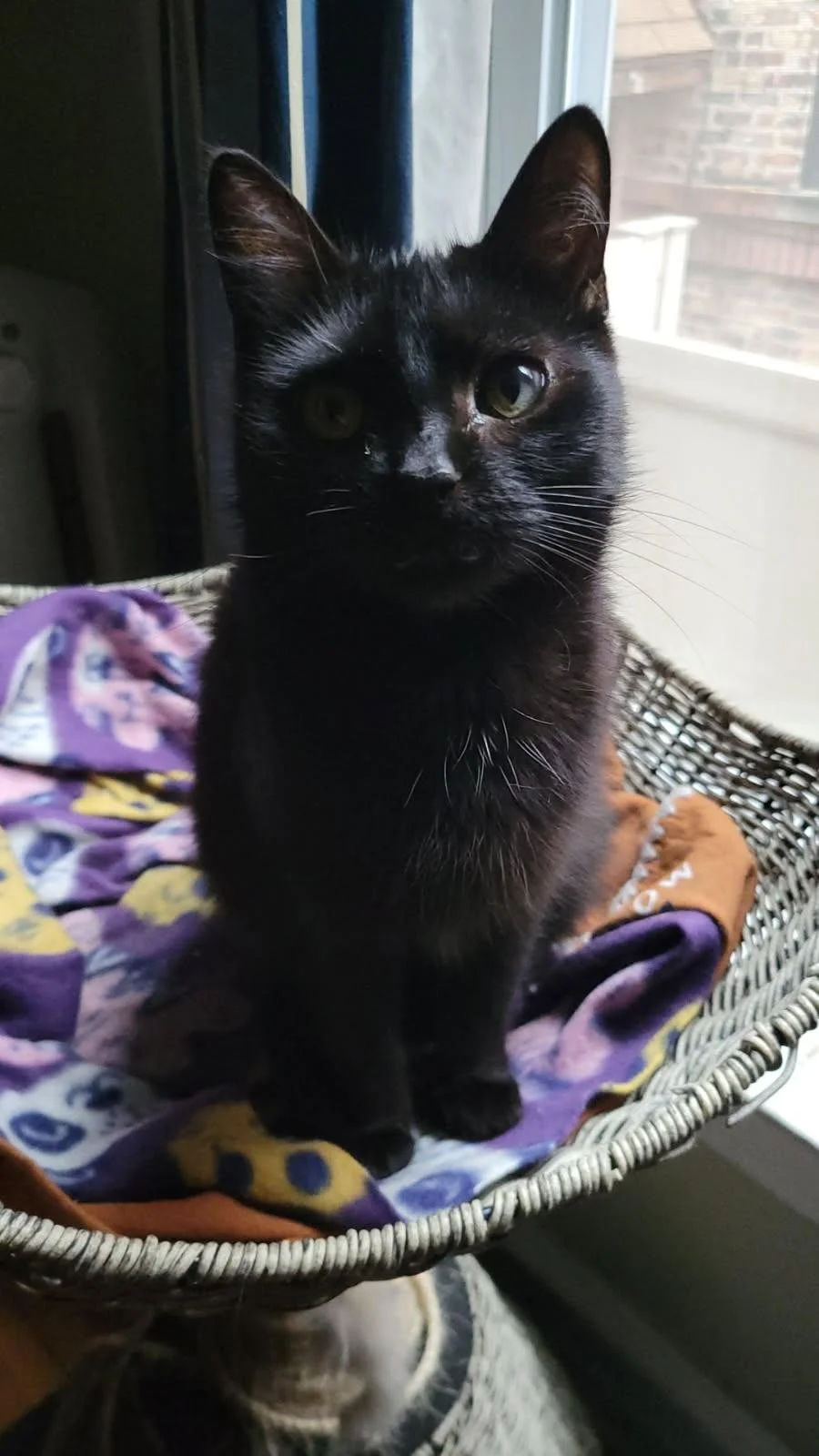 A black cat with one green eye sitting on a colorful blanket in a wicker basket by a window.