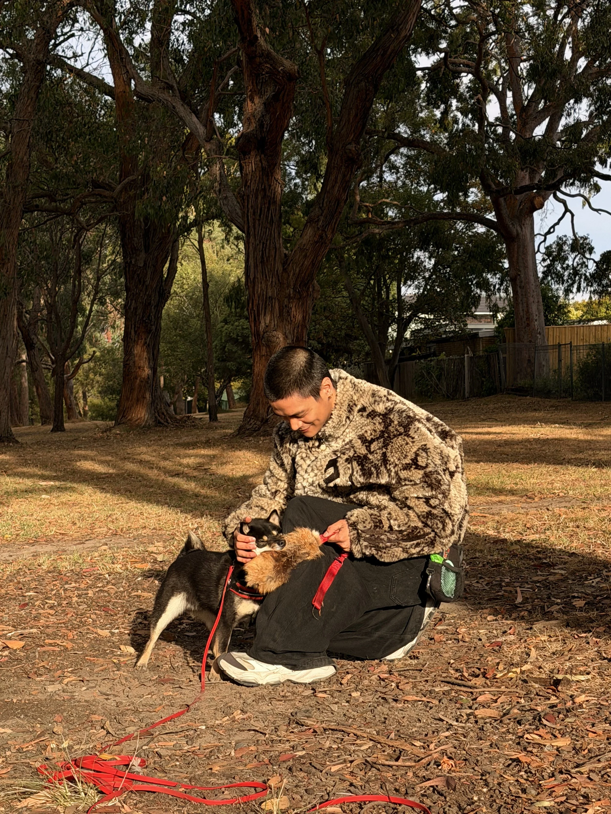 A person in a patterned faux fur jacket kneeling on the ground in a park, holding and playing with two small dogs, a black and white one and a brown one. The park has large trees, fallen leaves, and a fence in the background.