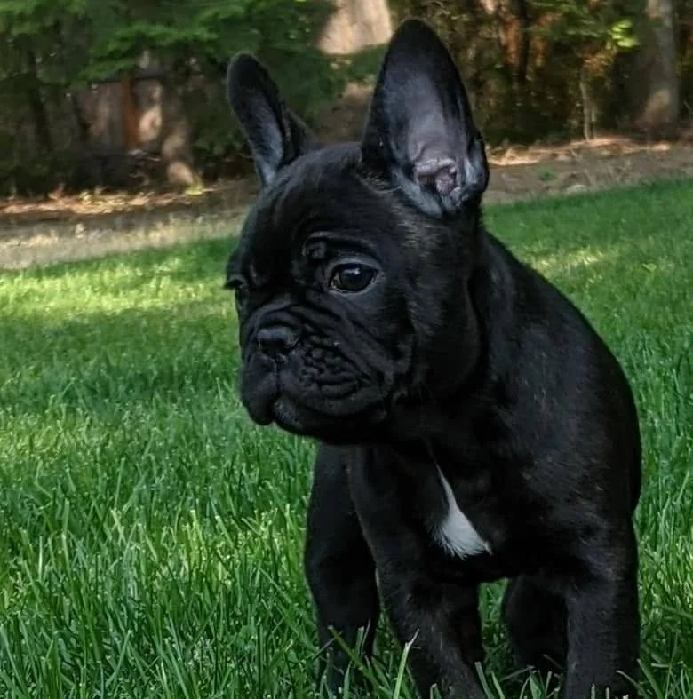 A black French Bulldog puppy sitting on green grass in a backyard with trees in the background.