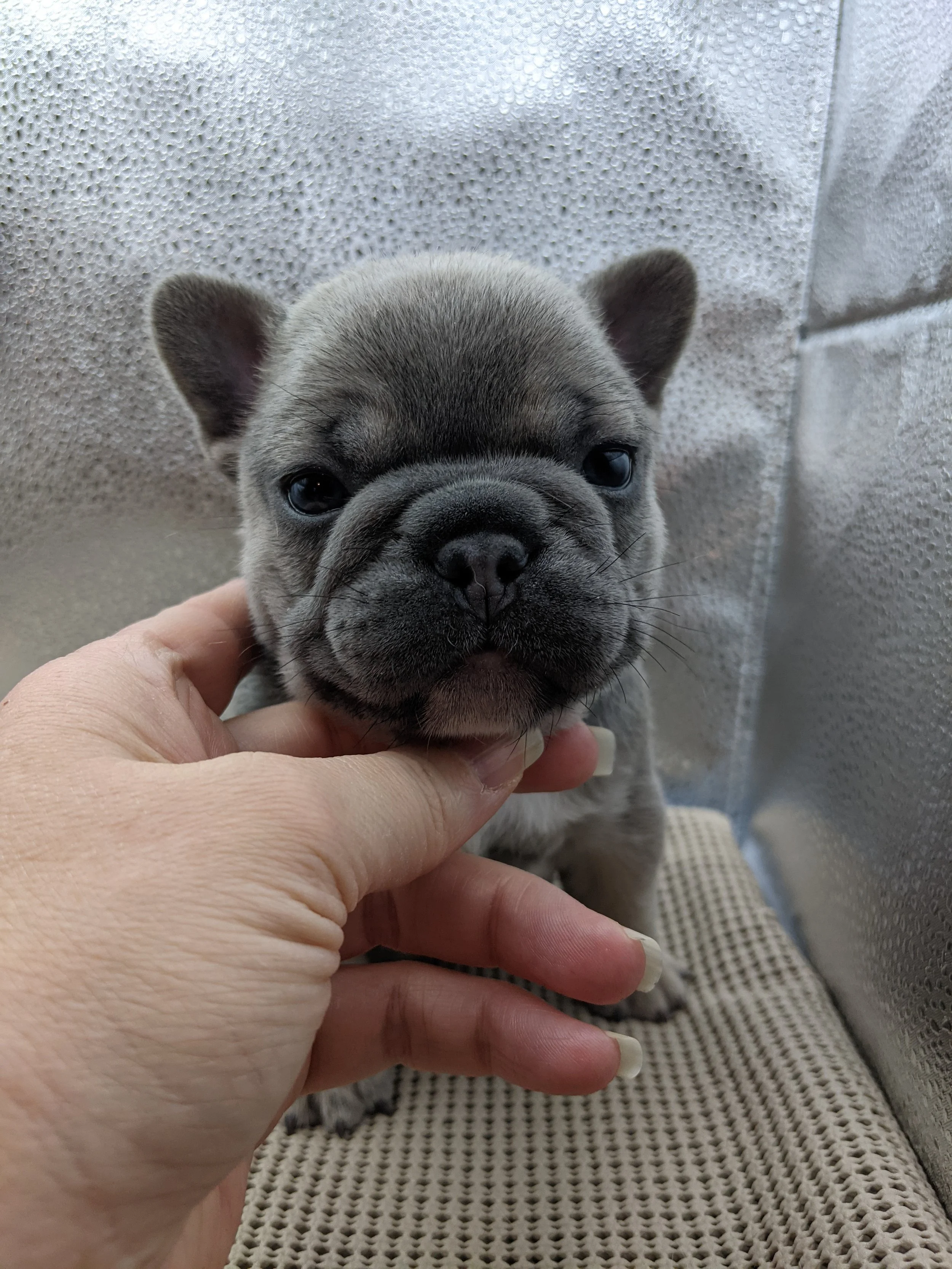 Close-up of a small French Bulldog puppy with a gray coat, being gently held by a person's hand, sitting on a textured beige mat against a light-colored, textured wall background.